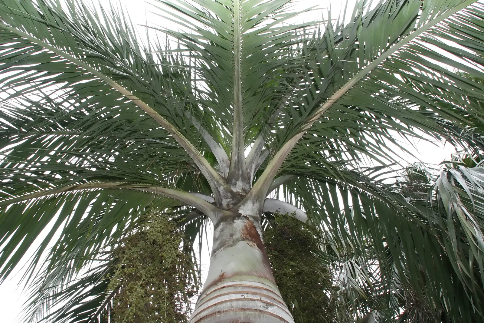 Buccaneer Palm (Pseudophoenix Sargentii) — thriving in full sun to partial shade; growing to approximately 5 to 6 feet in length