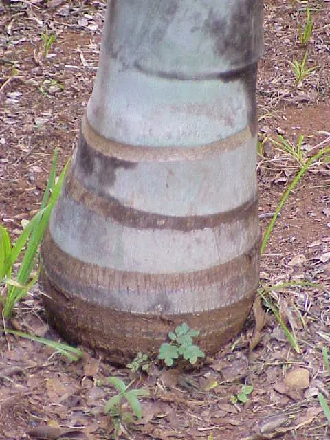 Buccaneer Palm (Pseudophoenix Sargentii) — growing to approximately 5 to 6 feet in length; scientifically known as Pseudophoenix sargentii