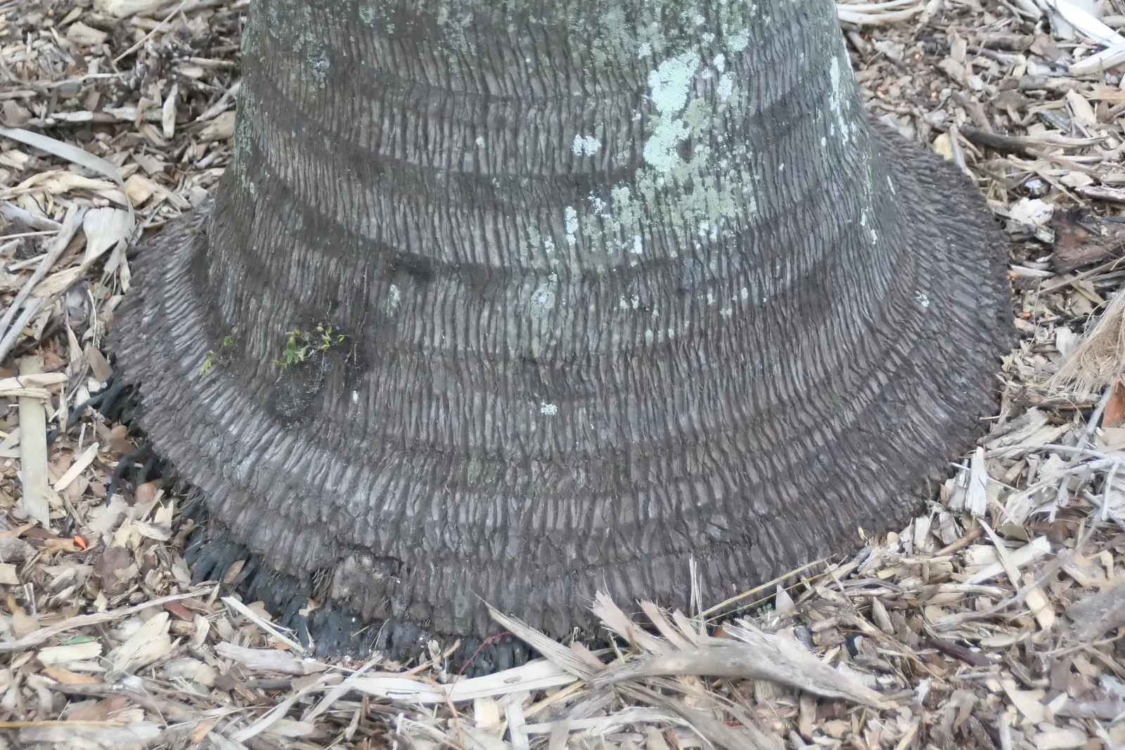 Buccaneer Palm (Pseudophoenix Sargentii) — Plant in full sun for optimal growth; this slow-growing palm can eventually reach heights of up to 20 feet