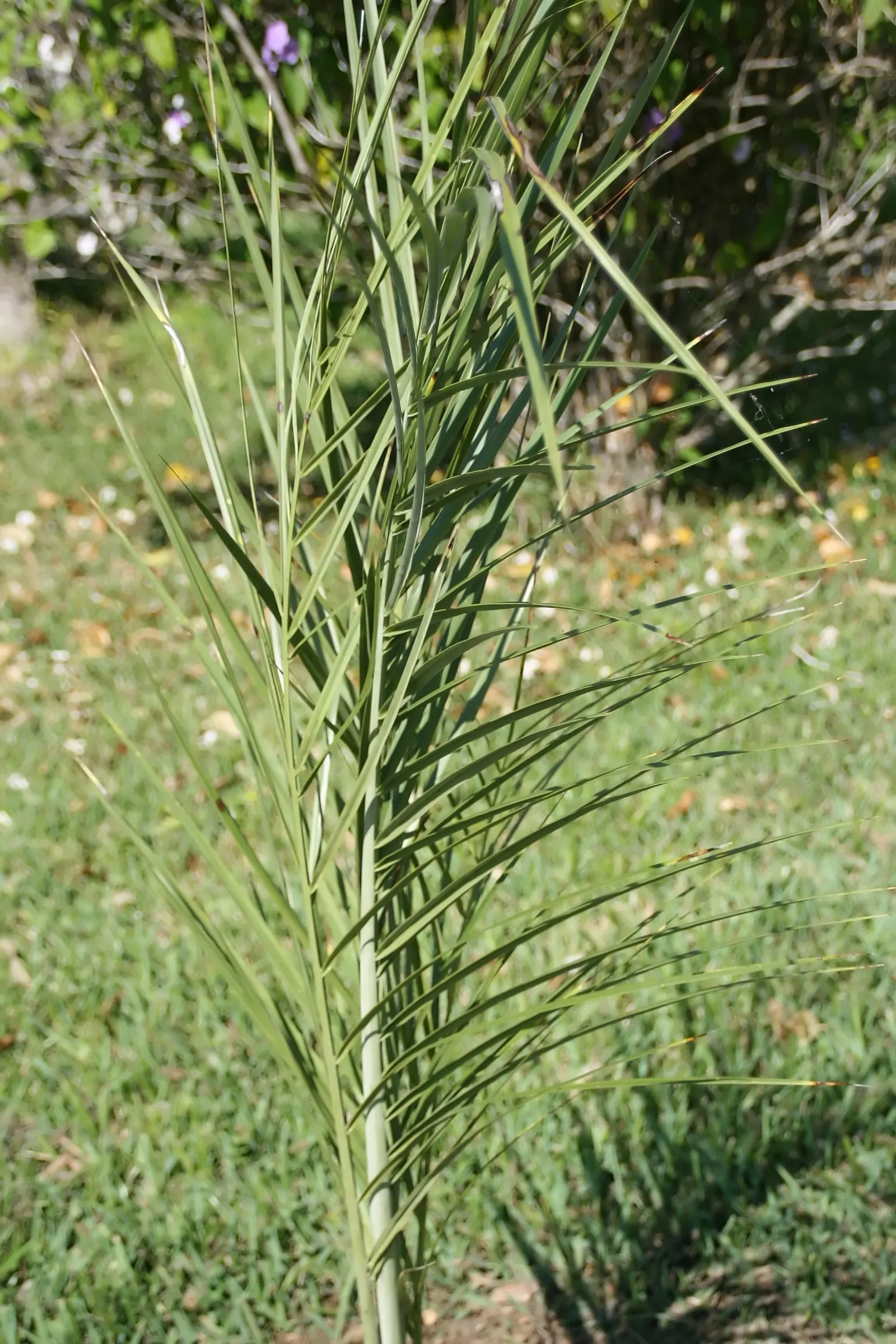 Buccaneer Palm (Pseudophoenix Sargentii) — stands out for its unique and striking appearance; making it an excellent choice for clients seeking to add an