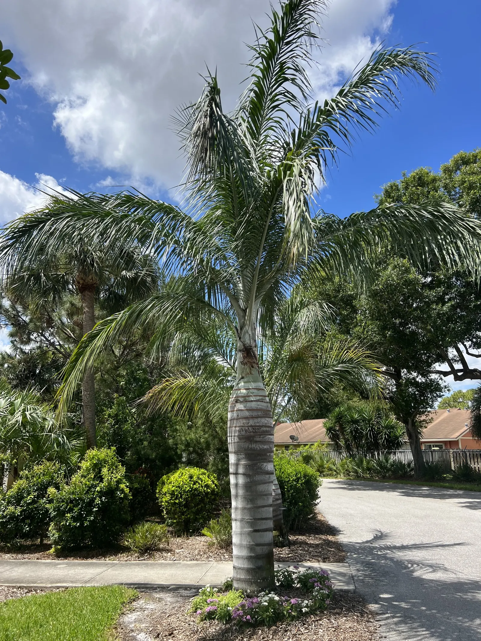 Buccaneer Palm (Pseudophoenix Sargentii) — smooth gray trunk that can reach up to a foot in diameter; thriving in full sun to partial shade