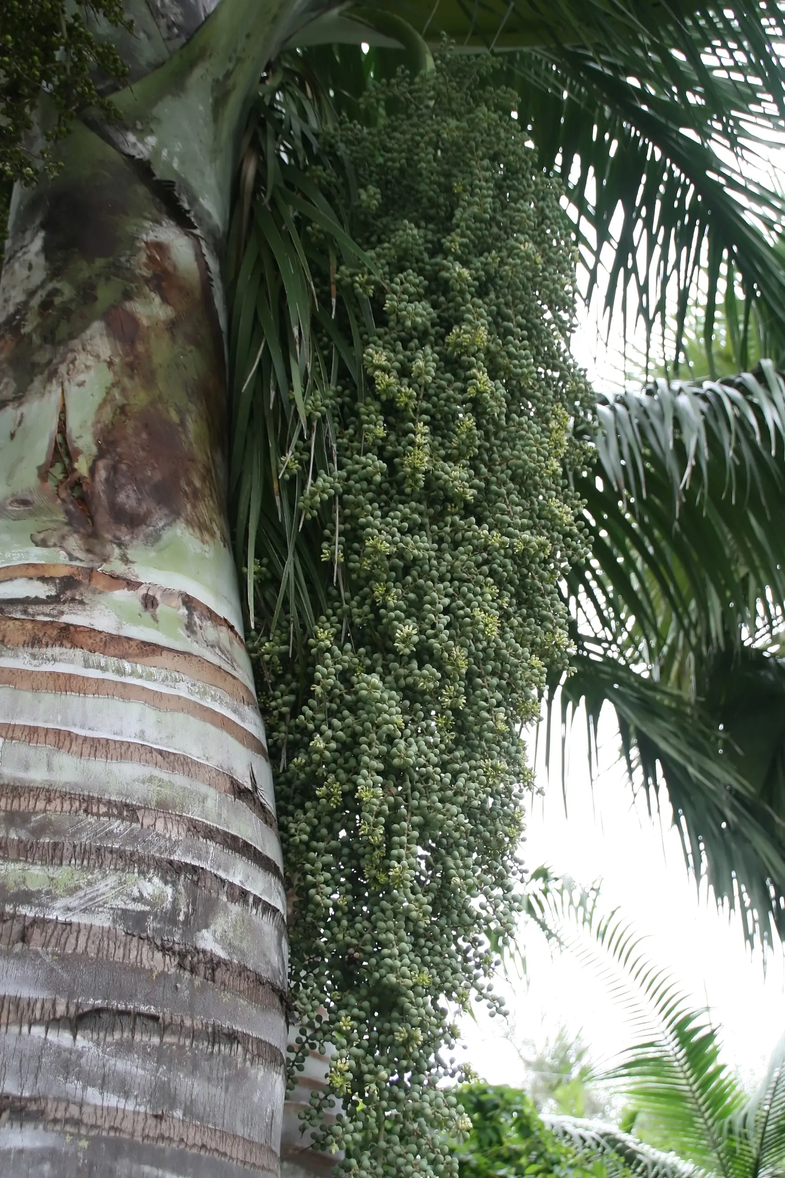 Buccaneer Palm (Pseudophoenix Sargentii) — typically between 6-10 inches in diameter