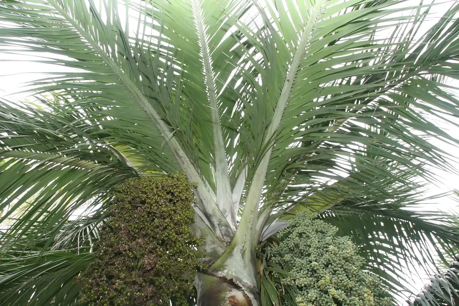 Buccaneer Palm (Pseudophoenix Sargentii) — It prefers well-drained soil conditions and has moderate salt tolerance