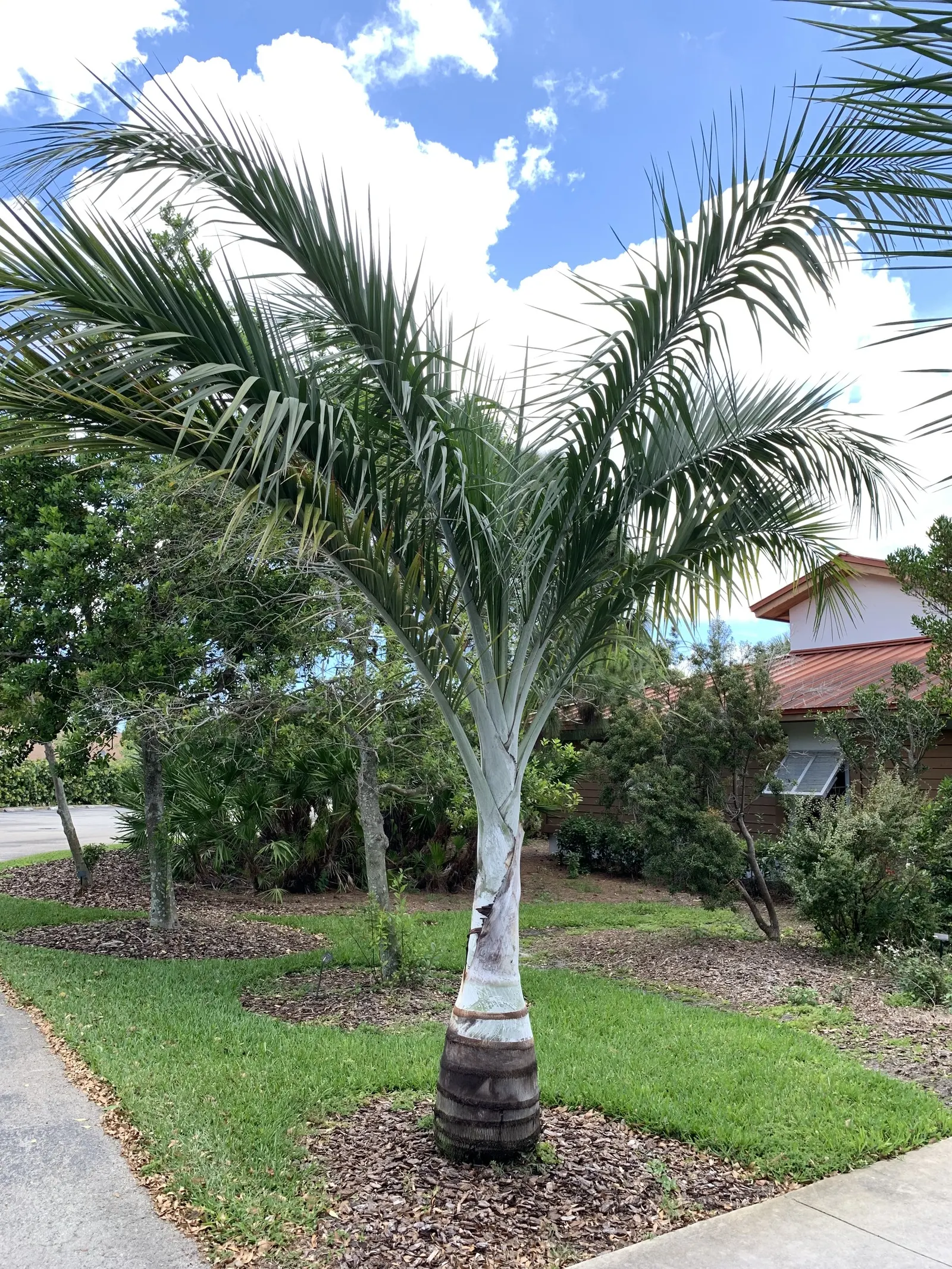 Buccaneer Palm (Pseudophoenix Sargentii) — consider its ultimate height and spread; the Buccaneer Palm boasts a canopy of blue-green to silvery fronds that fan