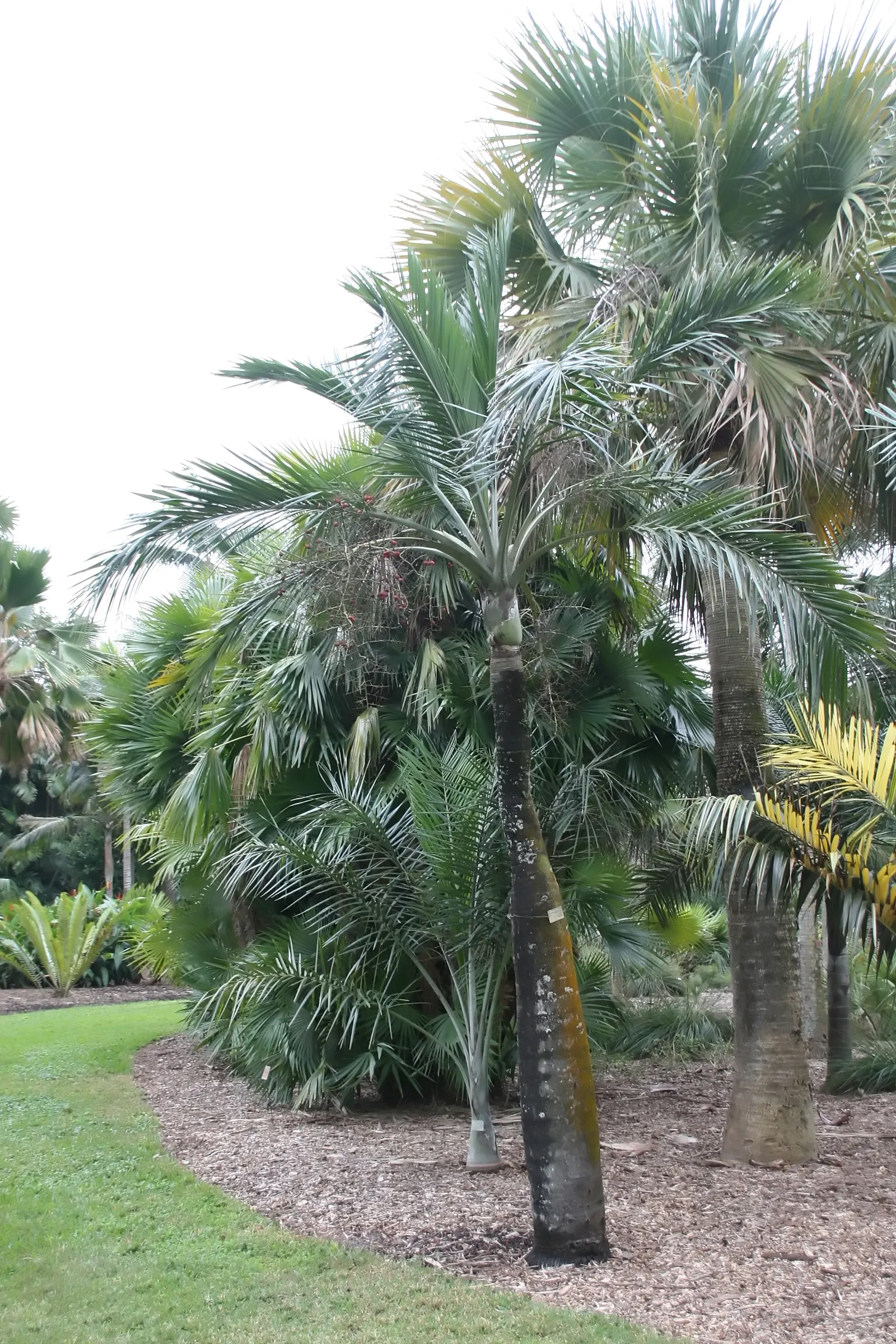 Buccaneer Palm (Pseudophoenix Sargentii) — making it an excellent choice for clients seeking to add an exotic touch to their landscape