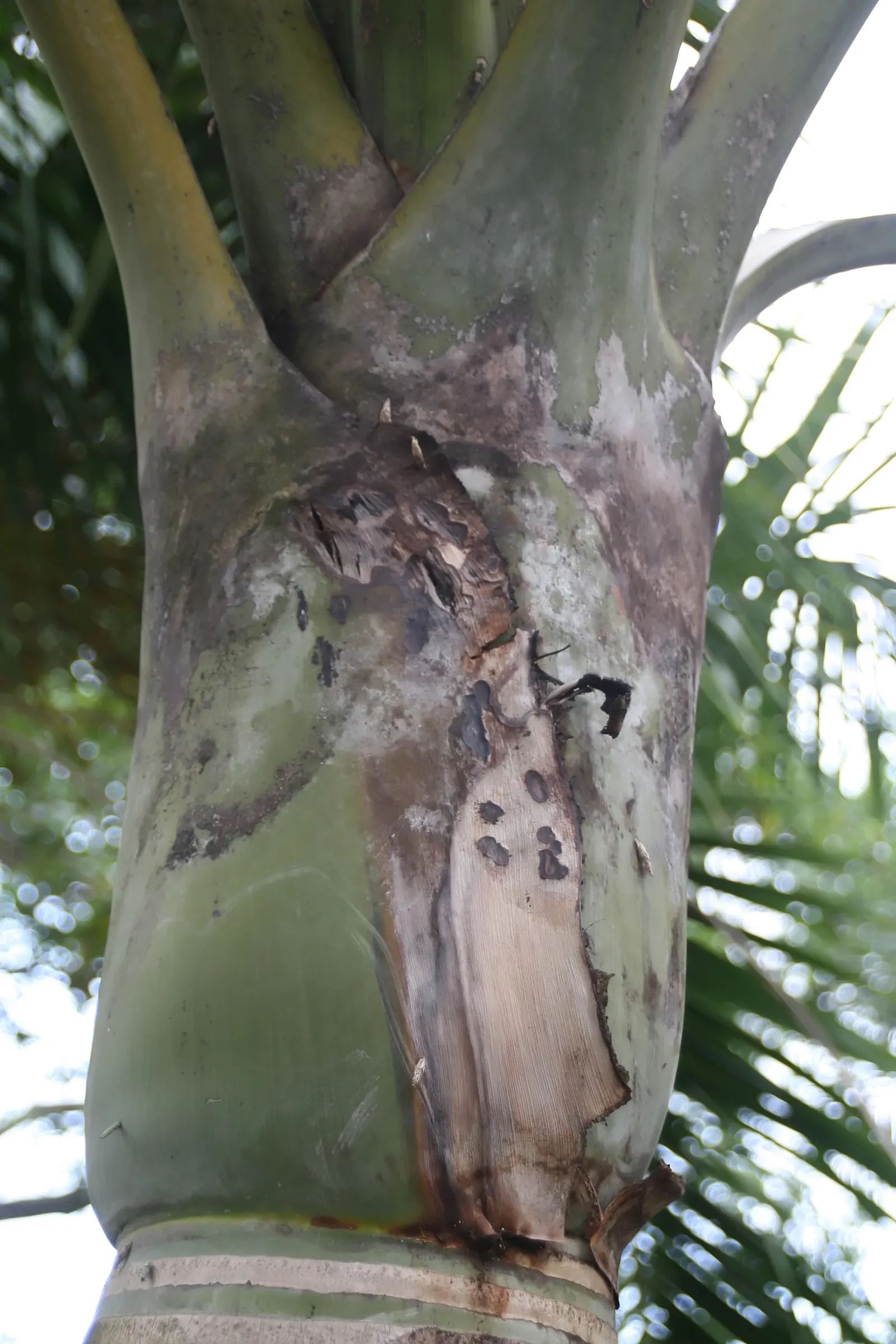 Buccaneer Palm (Pseudophoenix Sargentii) — These palms can serve as focal points or be grouped for a dramatic effect