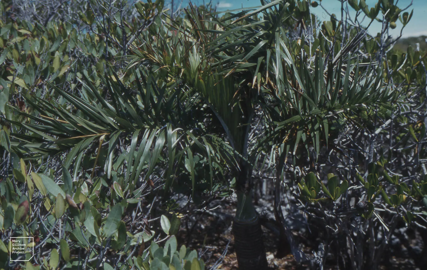 Buccaneer Palm (Pseudophoenix Sargentii) — It prefers well-drained soil conditions and has moderate salt tolerance; and they can be an intriguing conversation