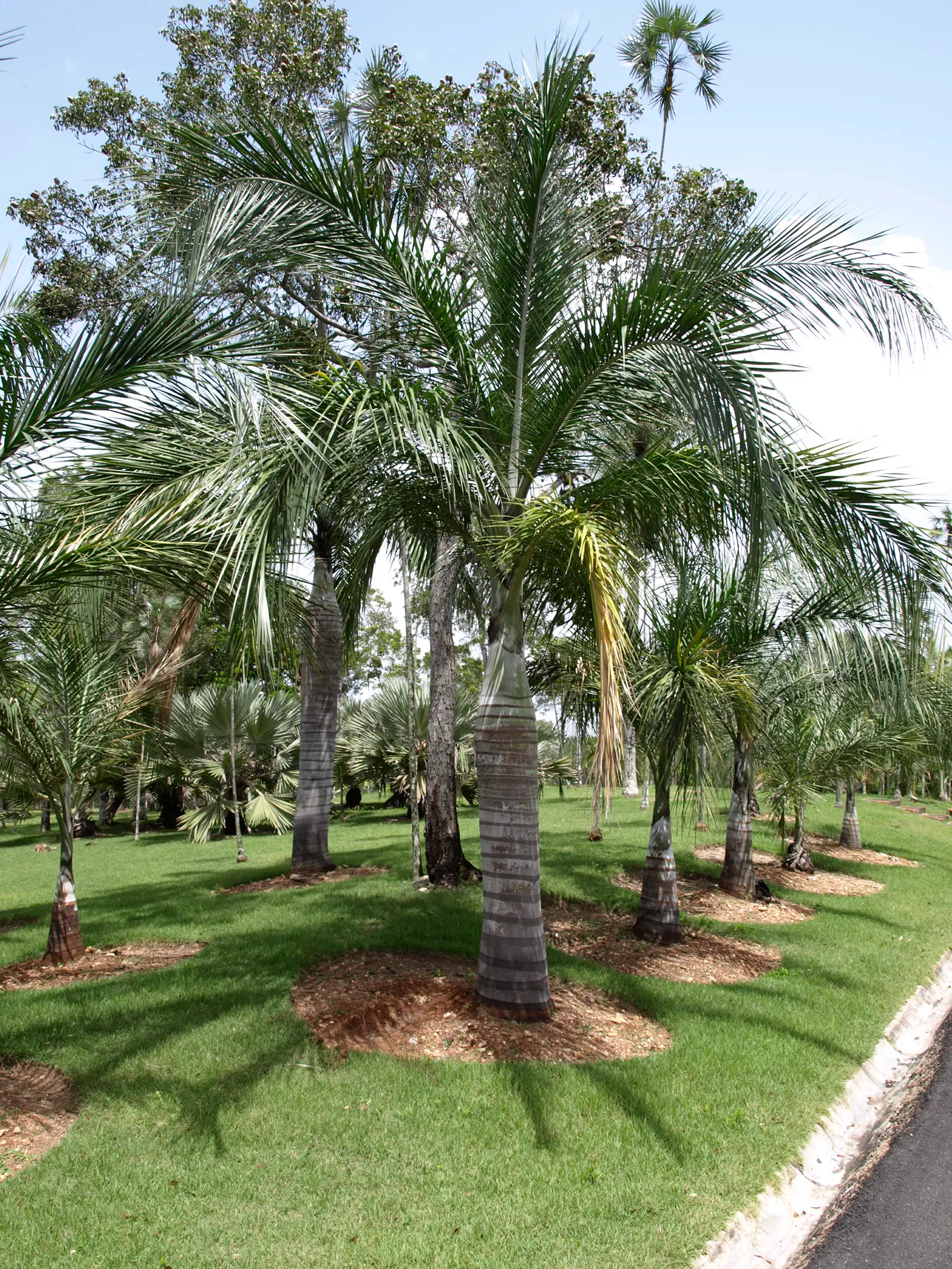 Buccaneer Palm (Pseudophoenix Sargentii) — the Buccaneer Palm boasts a canopy of blue-green to silvery fronds that fan out from its crown; palm for half or