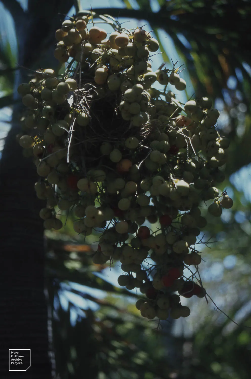 Buccaneer Palm (Pseudophoenix Sargentii) — These palms can serve as focal points or be grouped for a dramatic effect; plant in full sun for optimal growth