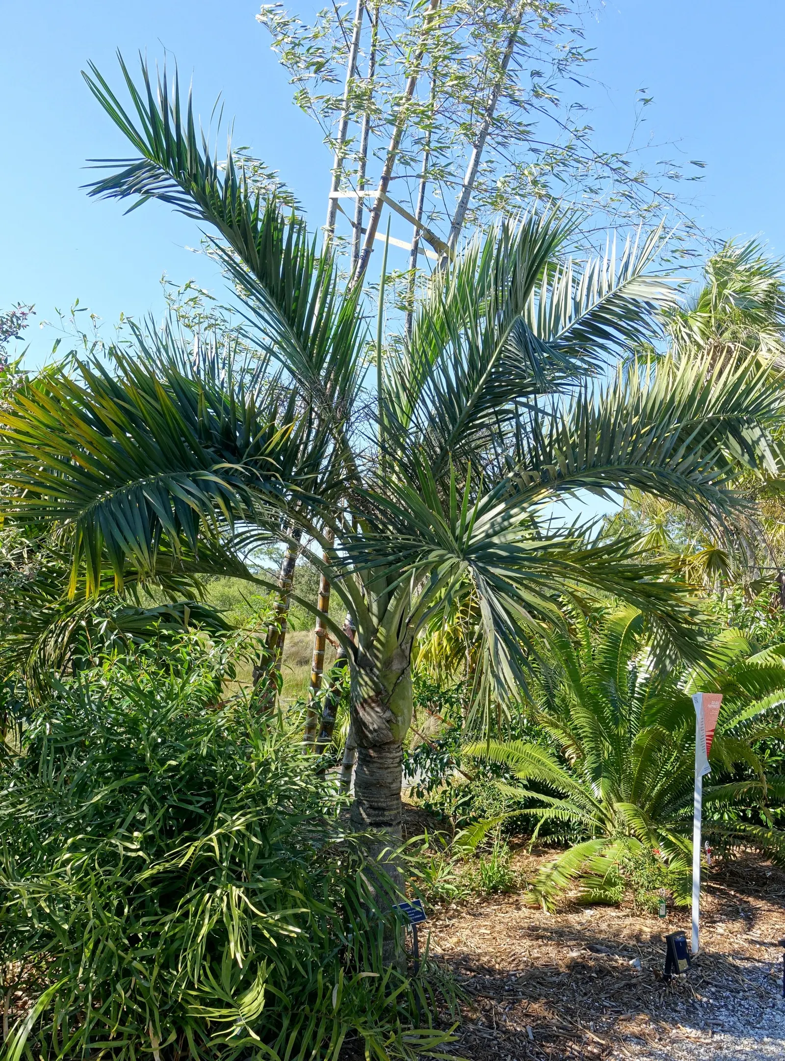 Buccaneer Palm (Pseudophoenix Sargentii) — and they can be an intriguing conversation starter for clients and their guests due to their distinctive charm
