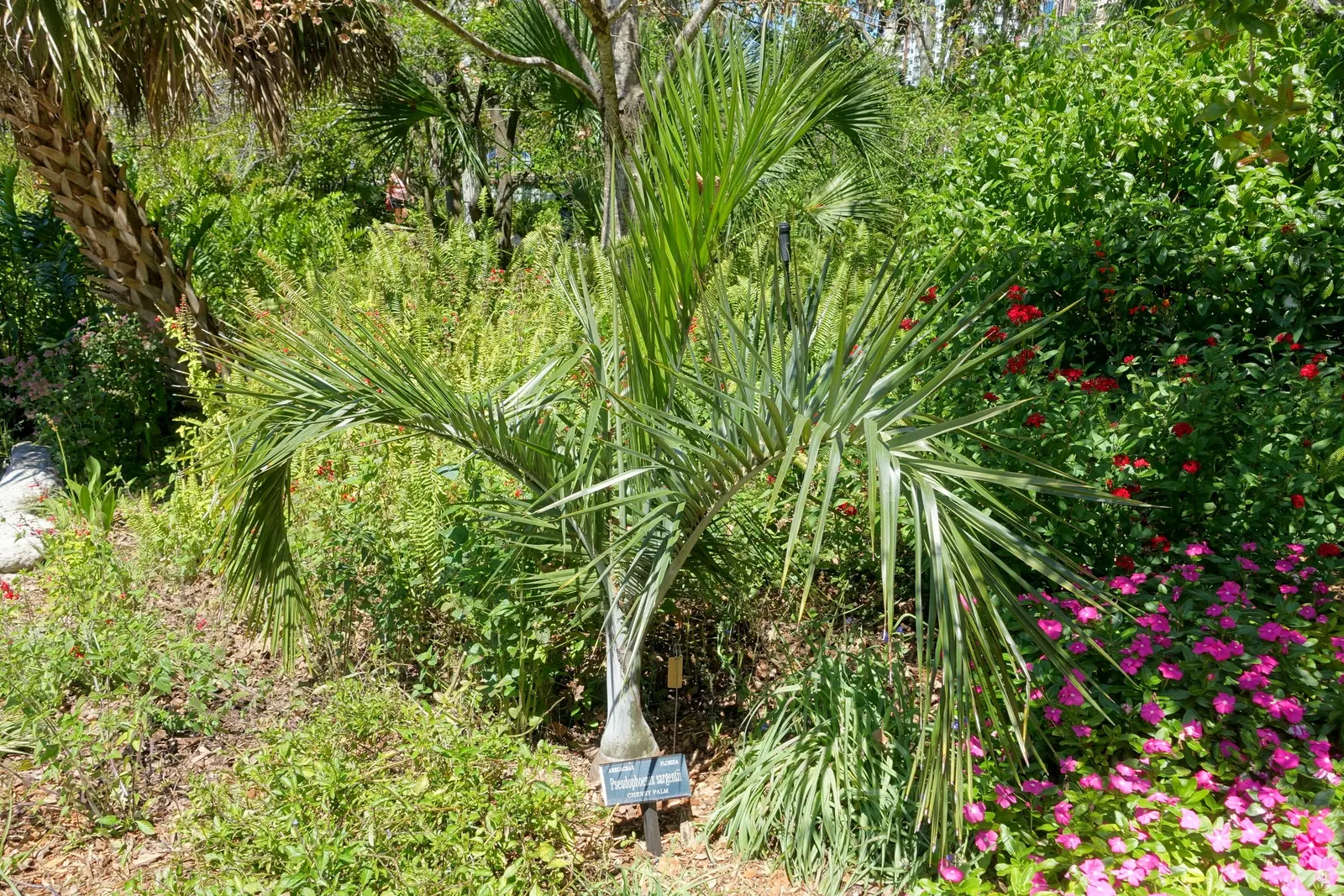 Buccaneer Palm (Pseudophoenix Sargentii) — typically between 6-10 inches in diameter; but it typically grows at a pace of only 6 inches per year