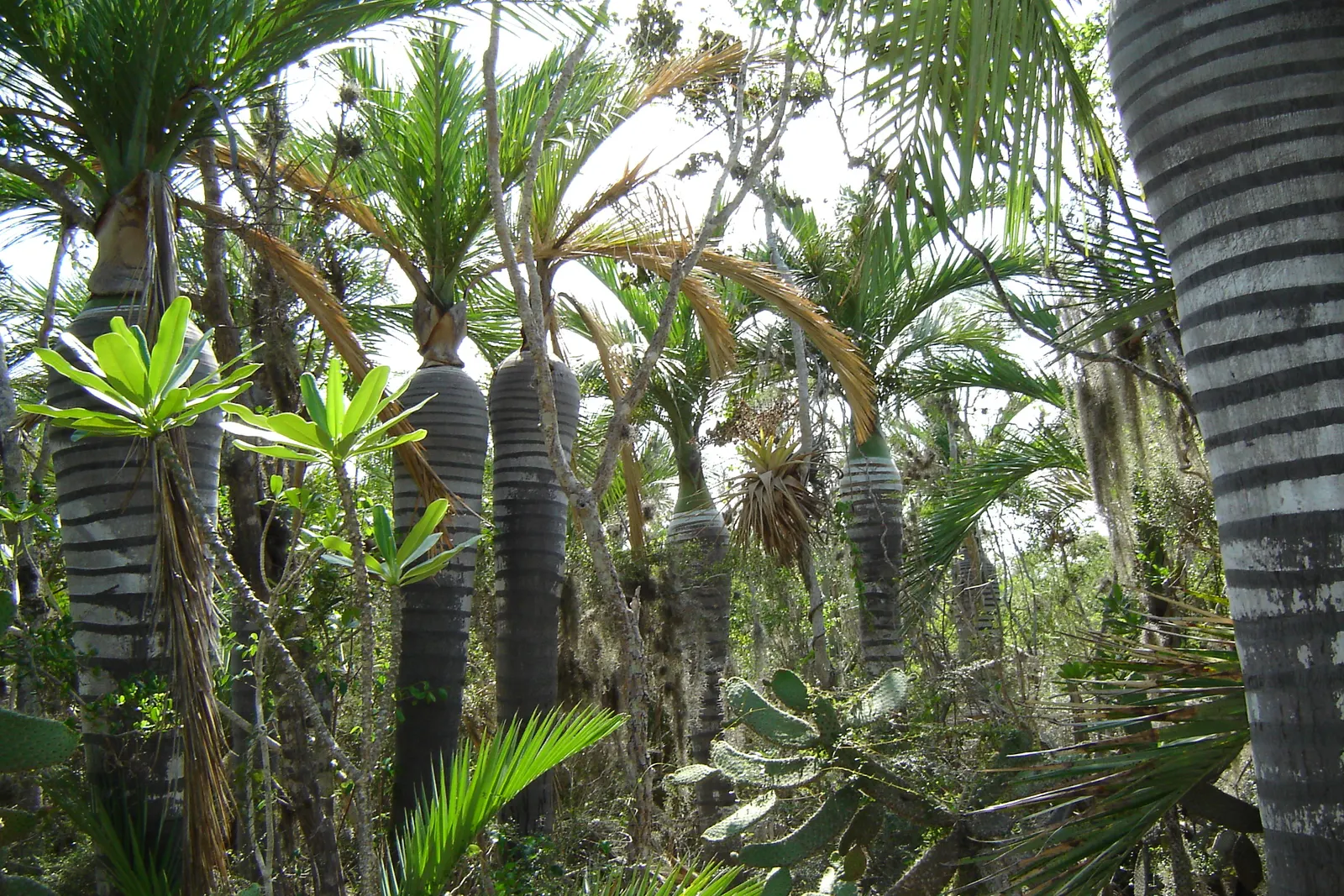 Buccaneer Palm (Pseudophoenix Sargentii) — making it an excellent choice for clients seeking to add an exotic touch to their landscape; it prefers well-drained