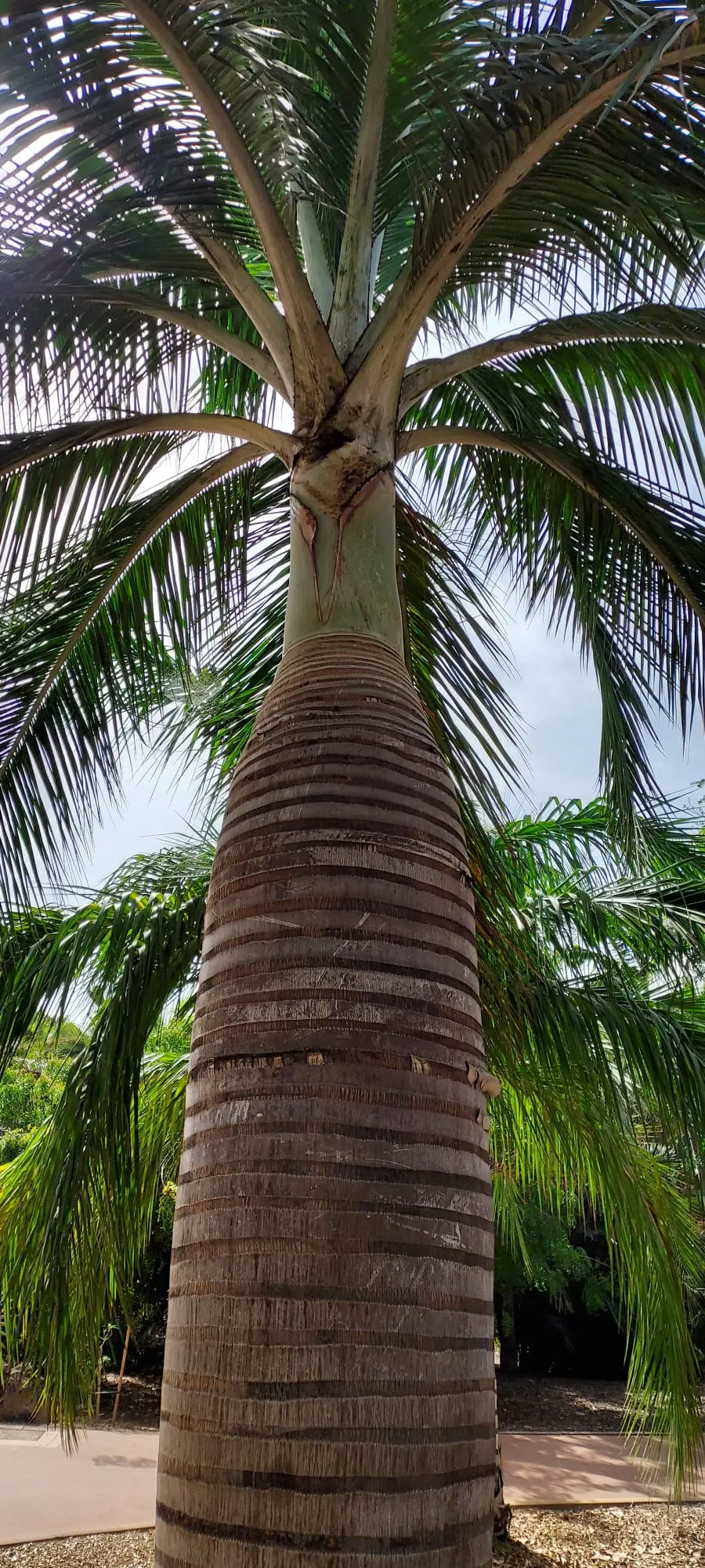 Buccaneer Palm (Pseudophoenix Sargentii) — making it a good candidate for seaside landscaping
