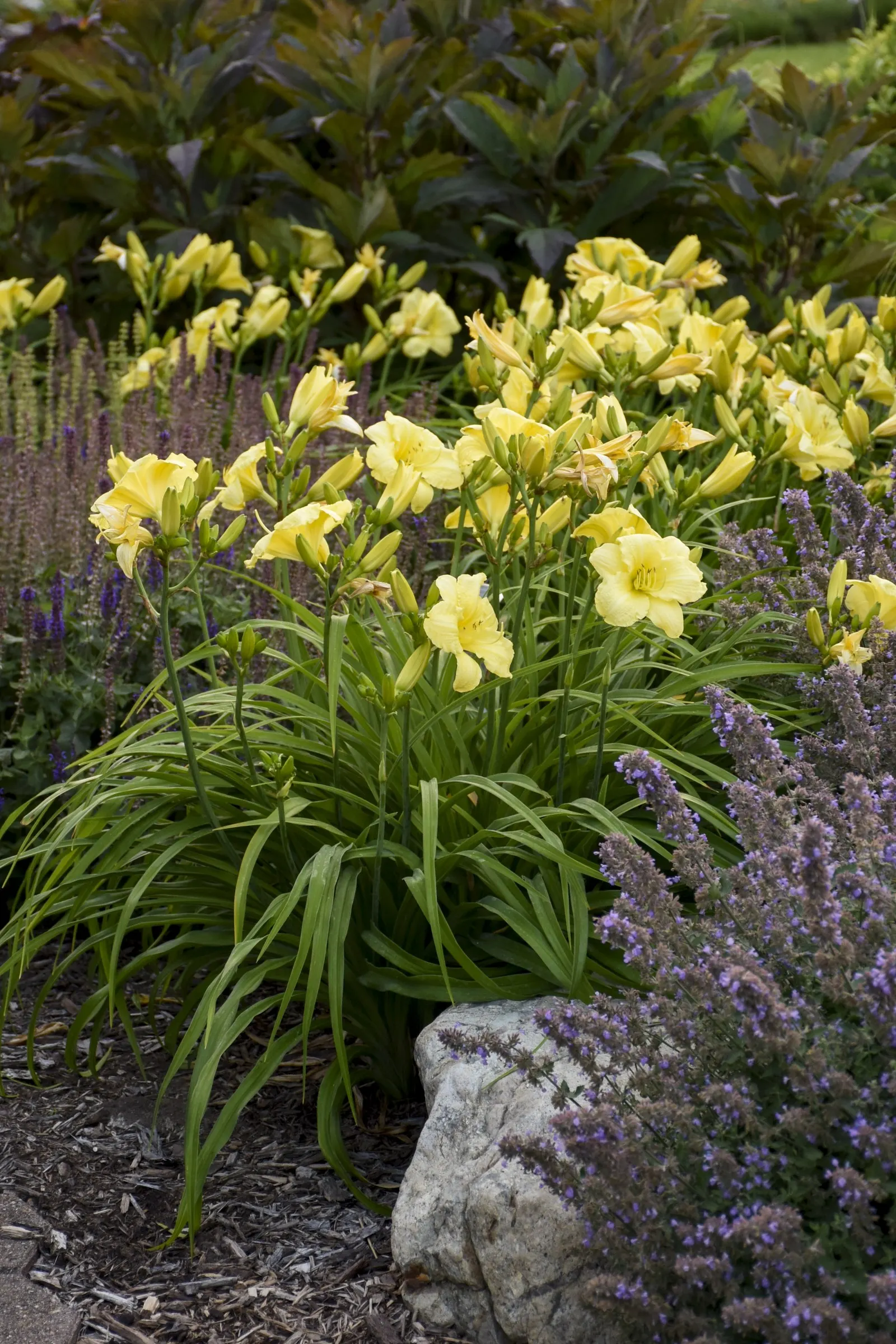 'Going Bananas' Daylily (Hemerocallis hybrid) — Proven Winners - Rainbow Rhythm® 'Going Bananas' - Daylily - Hemerocallis hybrid yellow plant details