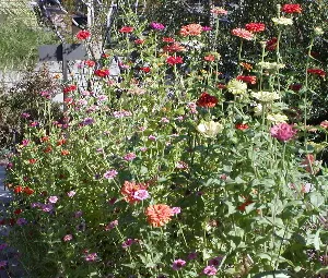 Desert Zinnia (Zinnia Acerosa) — scientifically known as Zinnia acerosa