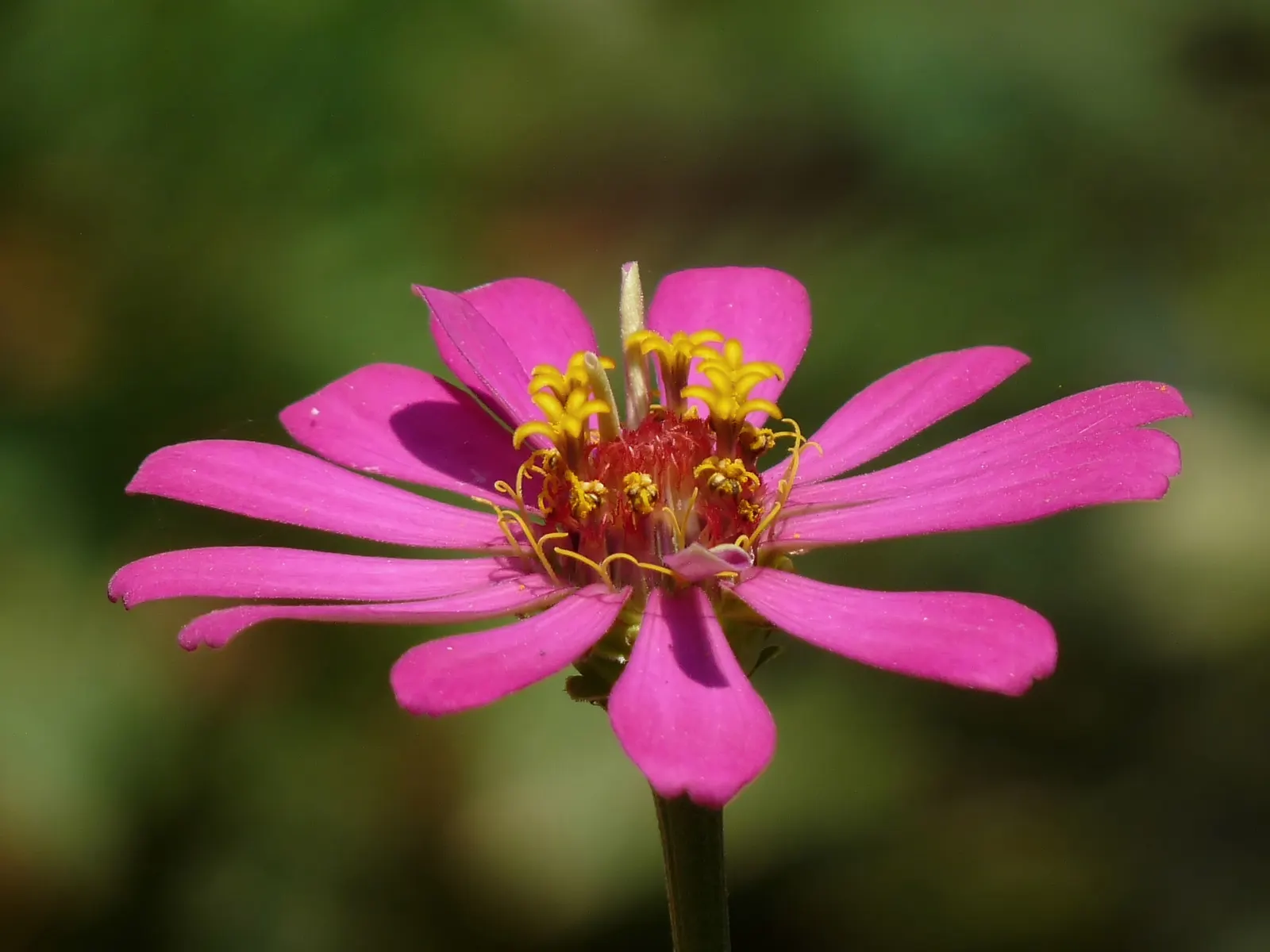 Desert Zinnia (Zinnia Acerosa) — silvery-green leaves set the stage for a season-long display of small but vibrant white daisy-like flowers