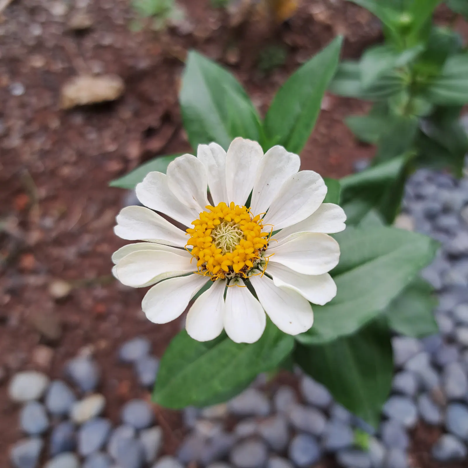 Desert Zinnia (Zinnia Acerosa) — Perfect for rock gardens or as a drought-tolerant groundcover