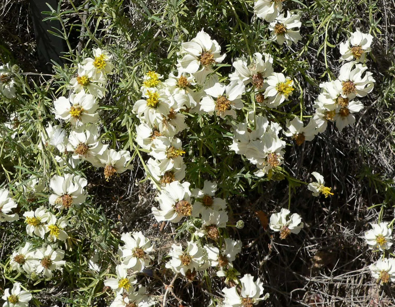 Desert Zinnia (Zinnia Acerosa) — providing an attractive contrast to the bright white