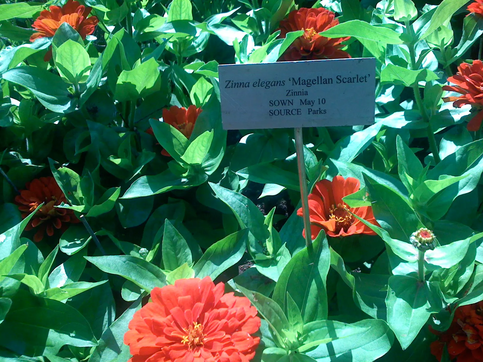 Desert Zinnia (Zinnia Acerosa) — Adapted to thrive in USDA zones 7 through 11