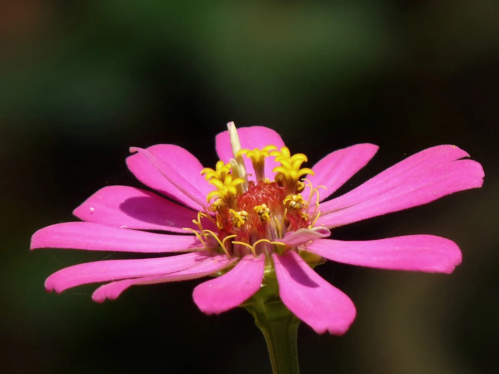 Desert Zinnia (Zinnia Acerosa) — This compact native flourishes in full sun, forming mounds up to 12 inches tall and wide