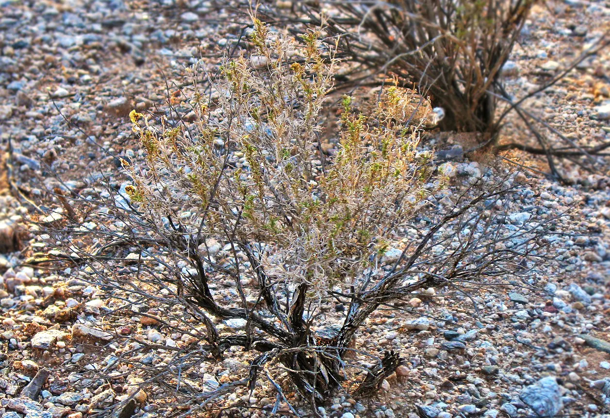 Desert Zinnia (Zinnia Acerosa) — thriving in USDA zones 7-11