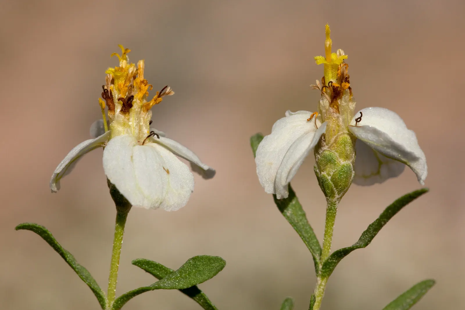 Desert Zinnia (Zinnia Acerosa) — Desert Zinnia (Zinnia acerosa) is a hardy perennial favored for its resilience and minimal water needs