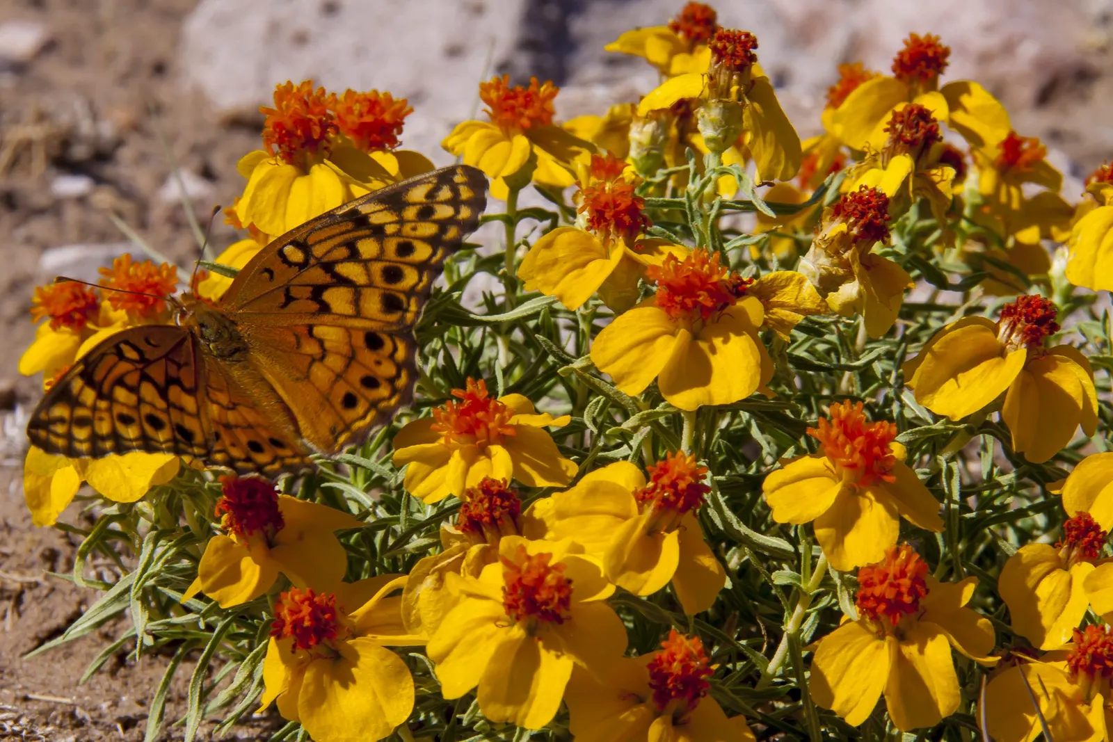 Desert Zinnia (Zinnia Acerosa) — daisy-like flowers that bloom abundantly from early spring through fall