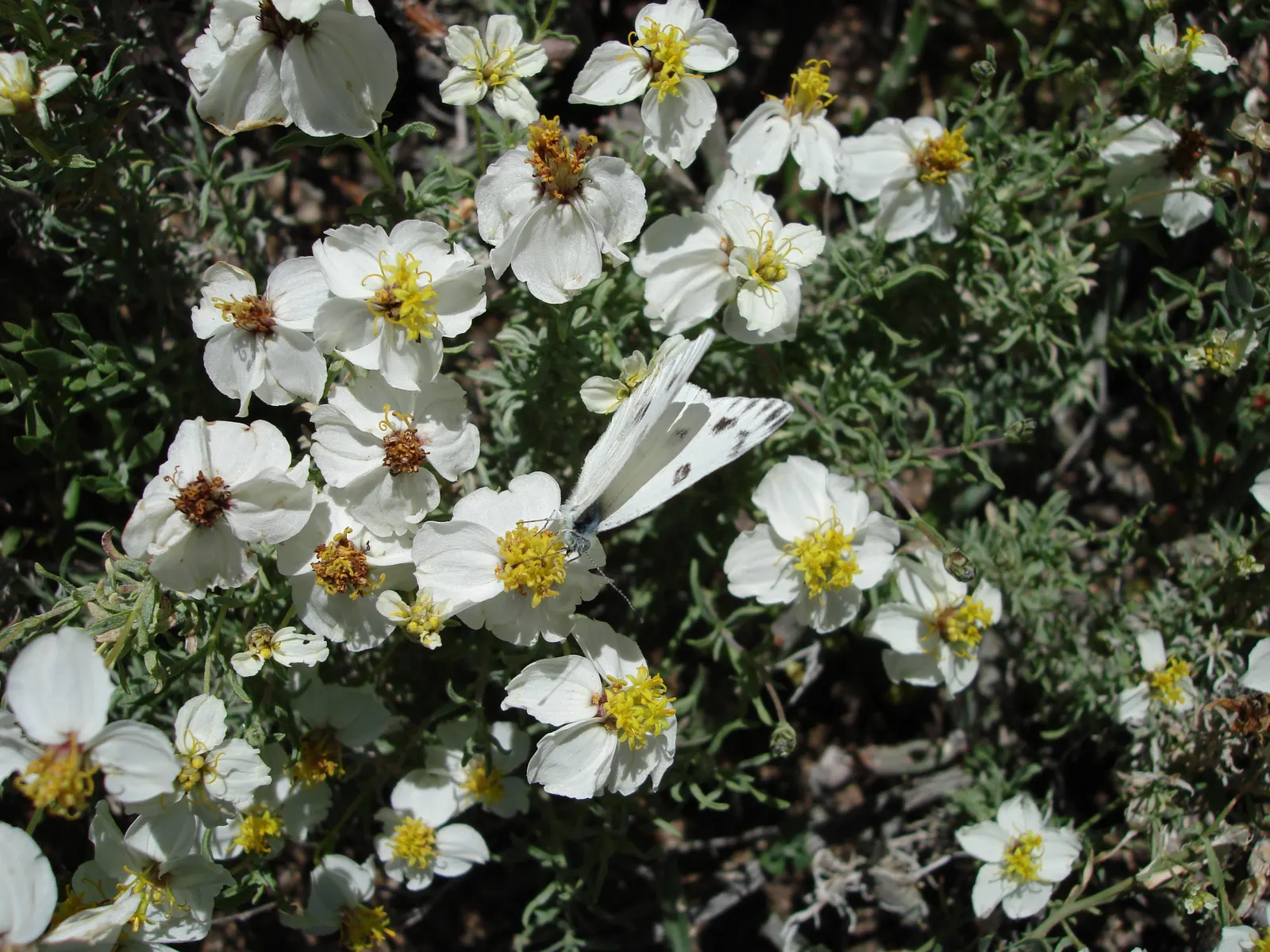 Desert Zinnia (Zinnia Acerosa) — Each blossom spans about 1 inch in diameter and sports a sunny yellow center