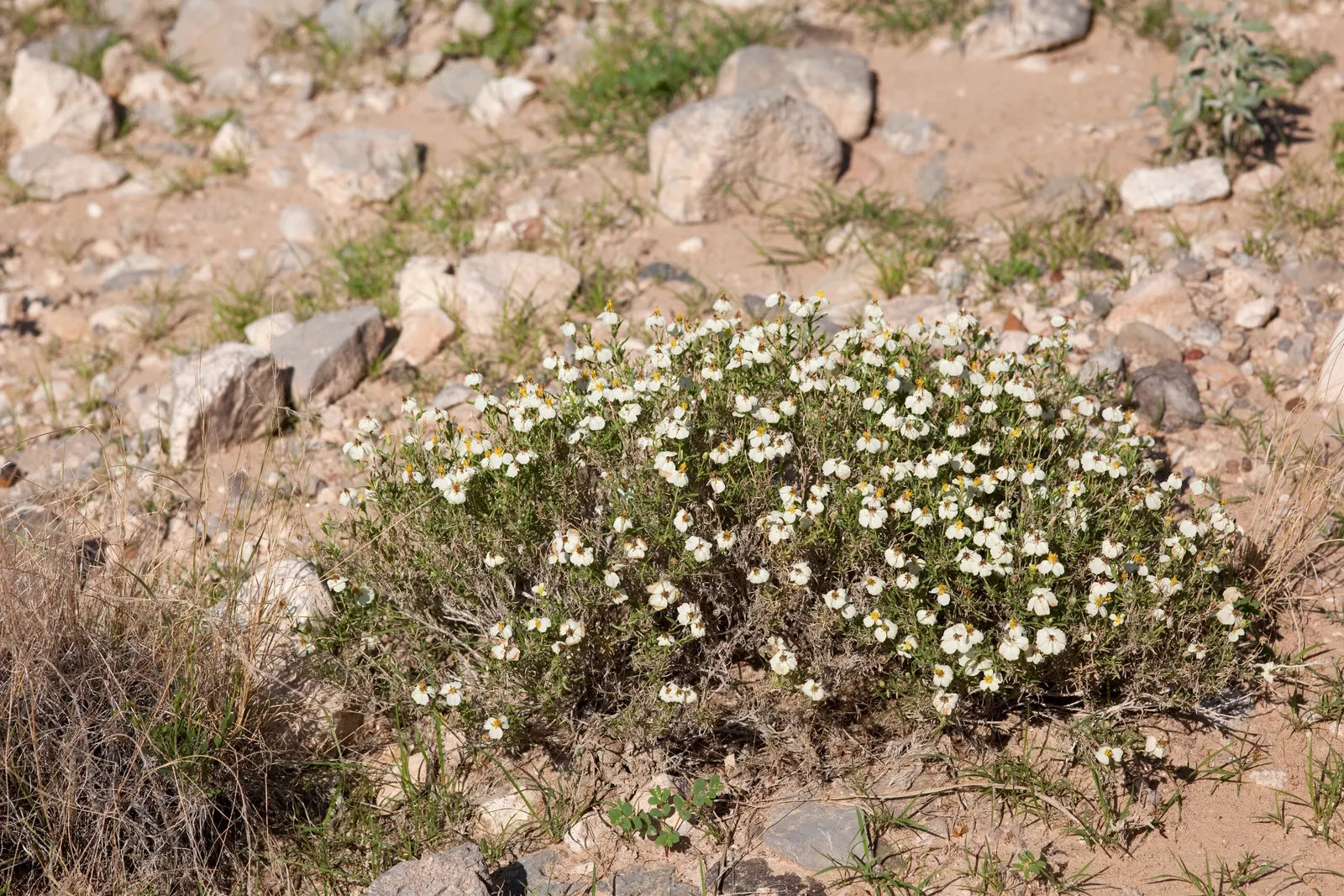 Desert Zinnia (Zinnia Acerosa) — linear leaves are silver-green in color