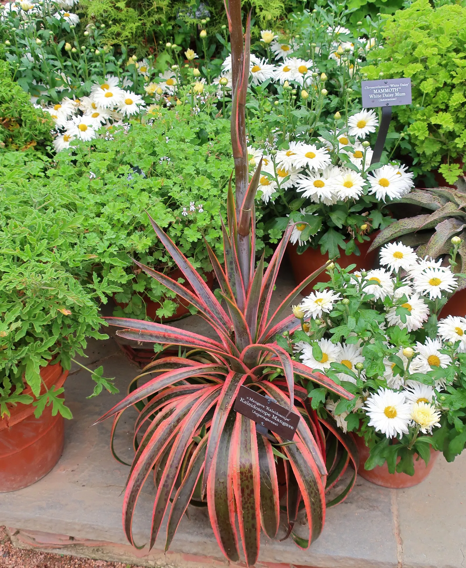 Kaleidoscope Mangave (Mangave 'Kaleidoscope') — spiky leaves with a remarkable variegated patterning of cream