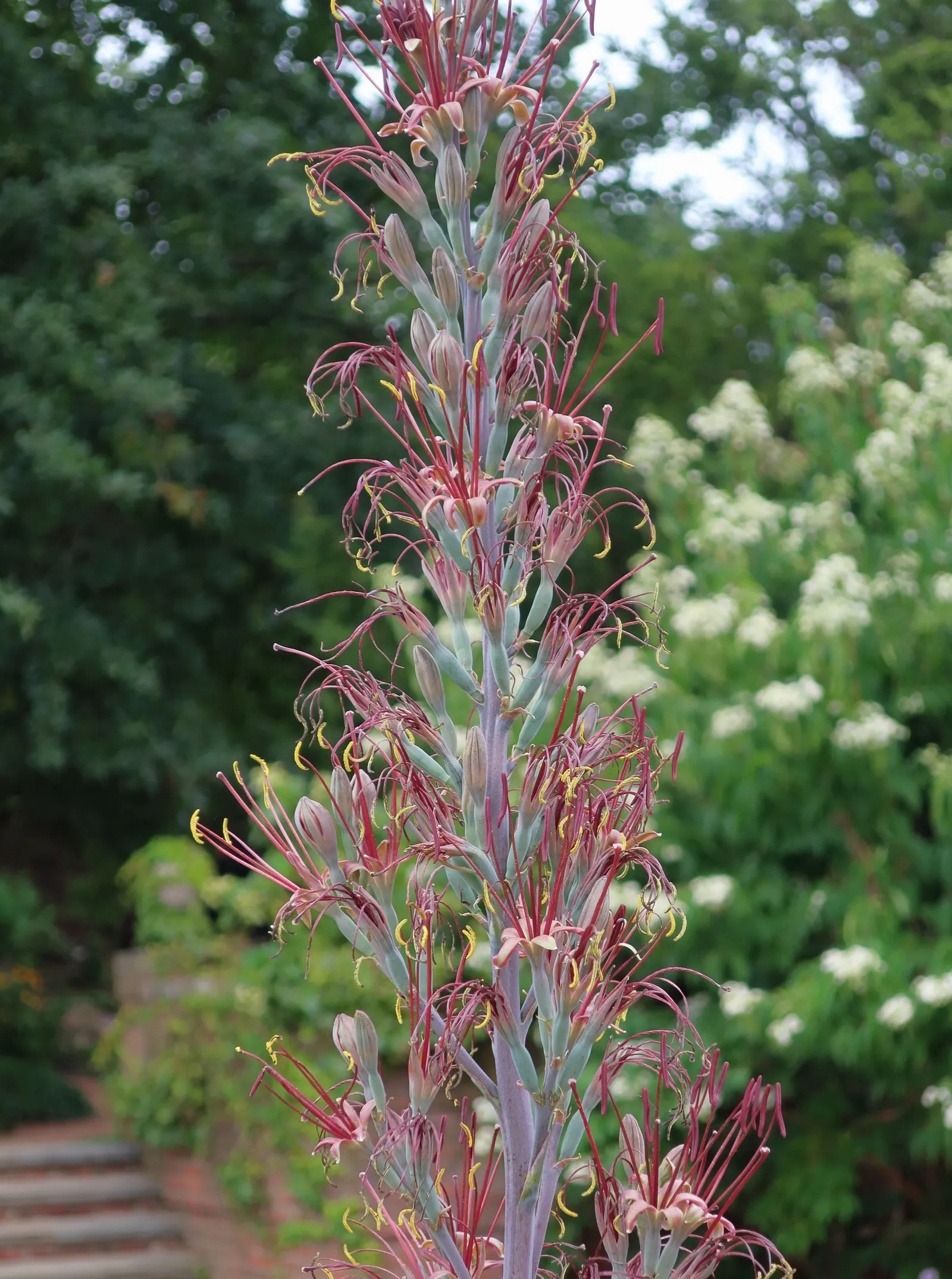 Kaleidoscope Mangave (Mangave 'Kaleidoscope') — The Mangave 'Kaleidoscope' is a striking succulent that boasts a rosette of thick