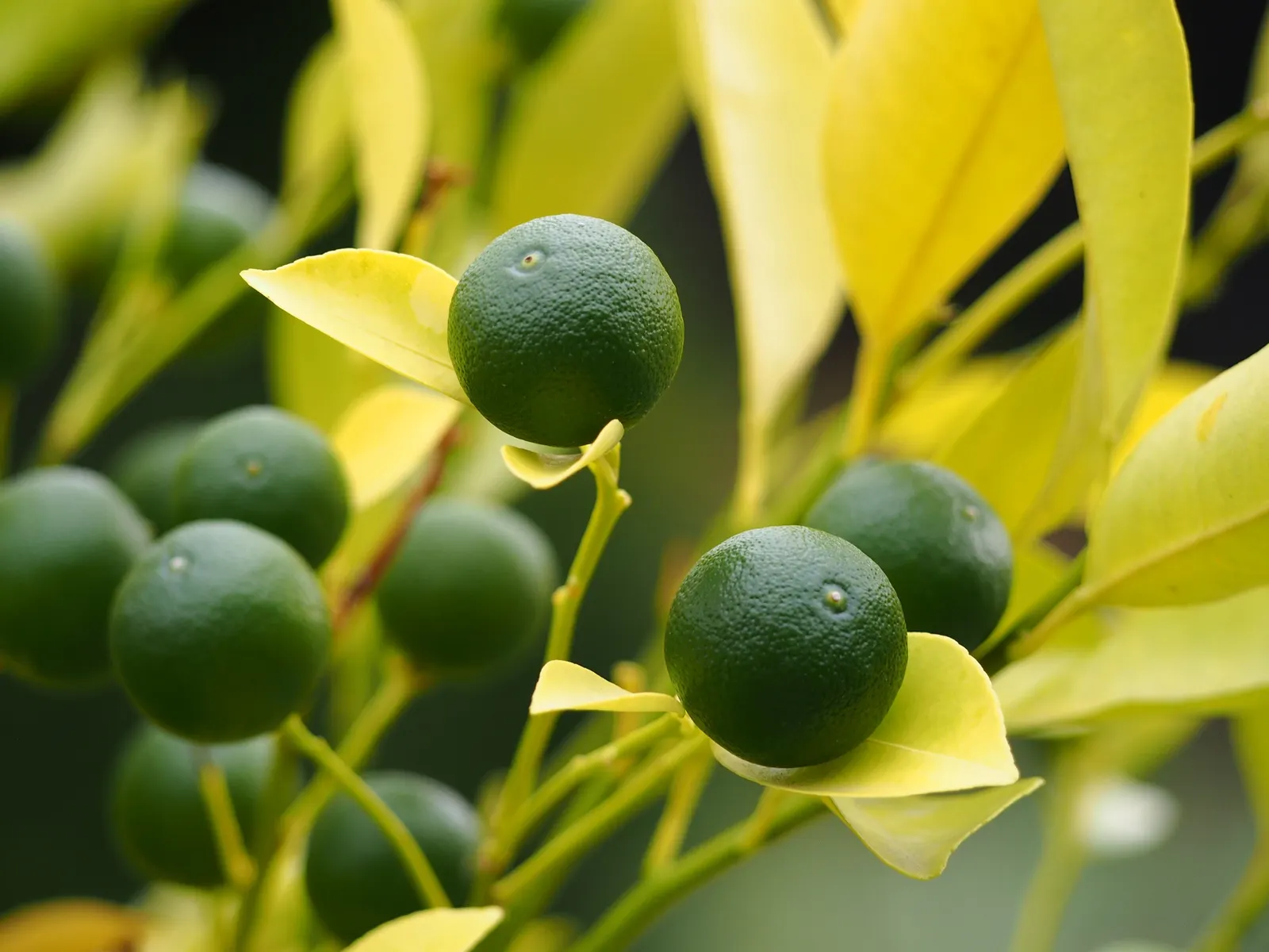 Calamondin Orange (Citrofortunella Mitis) — and the rind is edible as well