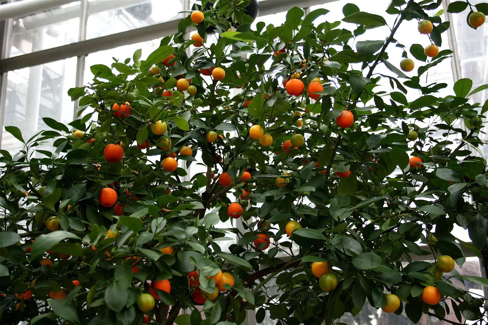Calamondin Orange (Citrofortunella Mitis) — evergreen citrus hybrid with glossy leaves and fragrant white flowers; the Calamondin presents a dense
