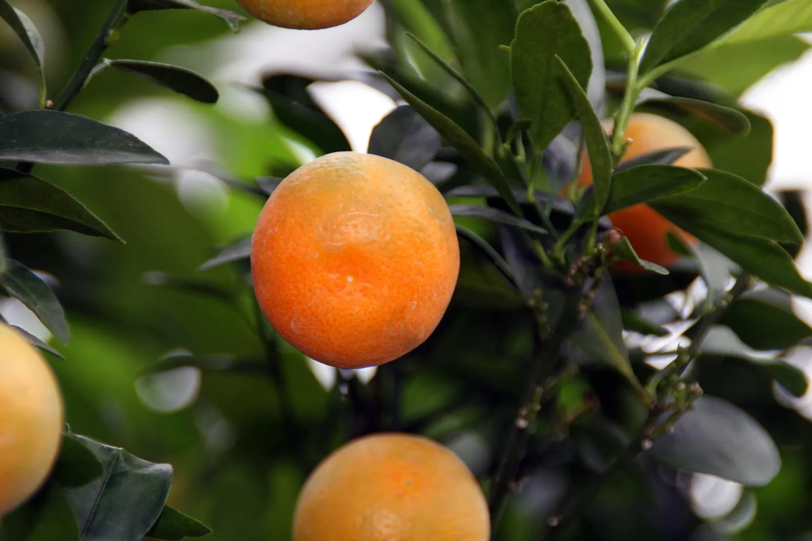 Calamondin Orange (Citrofortunella Mitis) — Ideally suited for USDA zones 9-11, it thrives in full sun, reaching 6-10 feet in height; the Calamondin Orange