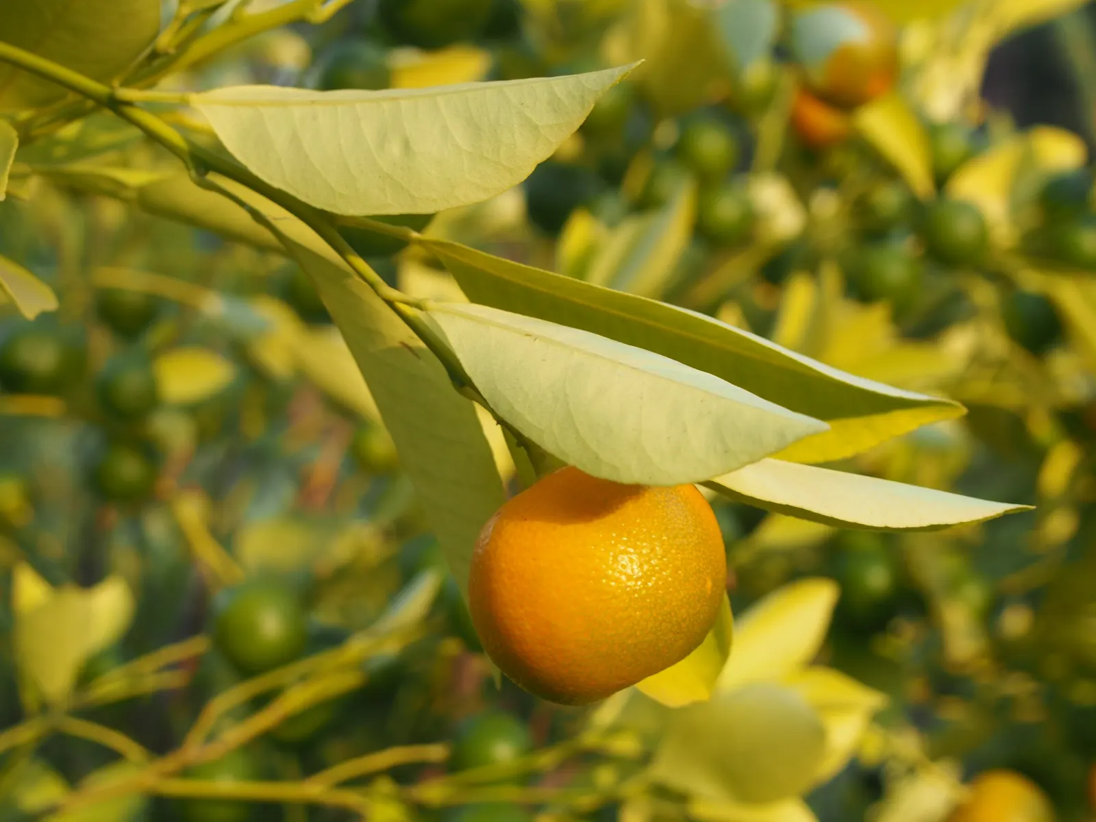 Calamondin Orange (Citrofortunella Mitis) — Regular watering is crucial to maintain evenly moist soil; which measure about 1 to 2 inches in diameter
