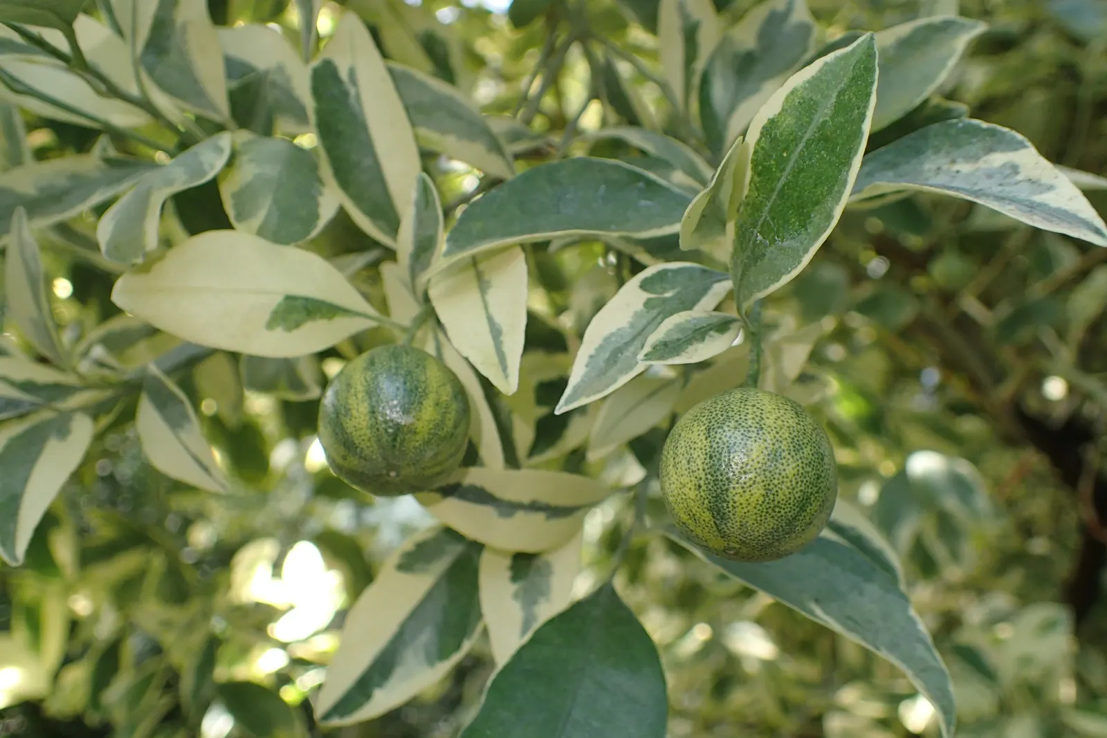Calamondin Orange (Citrofortunella Mitis) — tree with white blooms