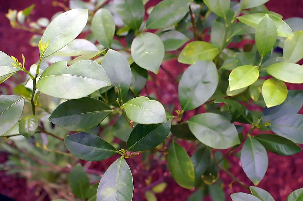 Calamondin Orange (Citrofortunella Mitis) — white flowers in the garden