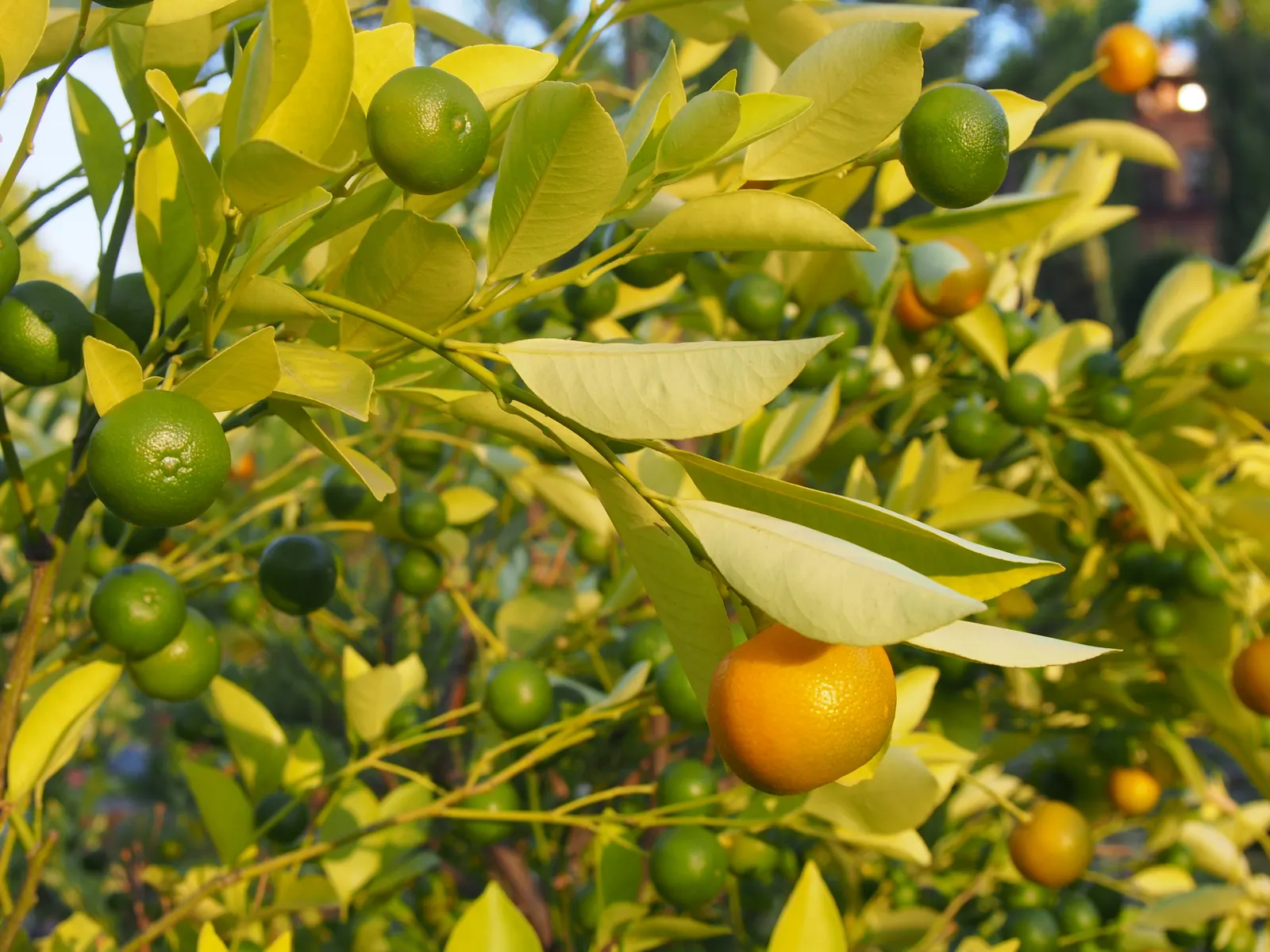 Calamondin Orange (Citrofortunella Mitis) — The fruits showcase a vibrant orange hue at maturity