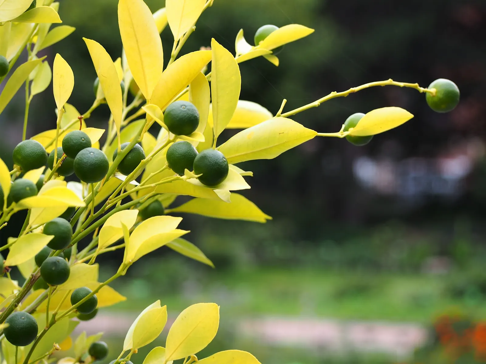 Calamondin Orange (Citrofortunella Mitis) — which measure about 1 to 2 inches in diameter