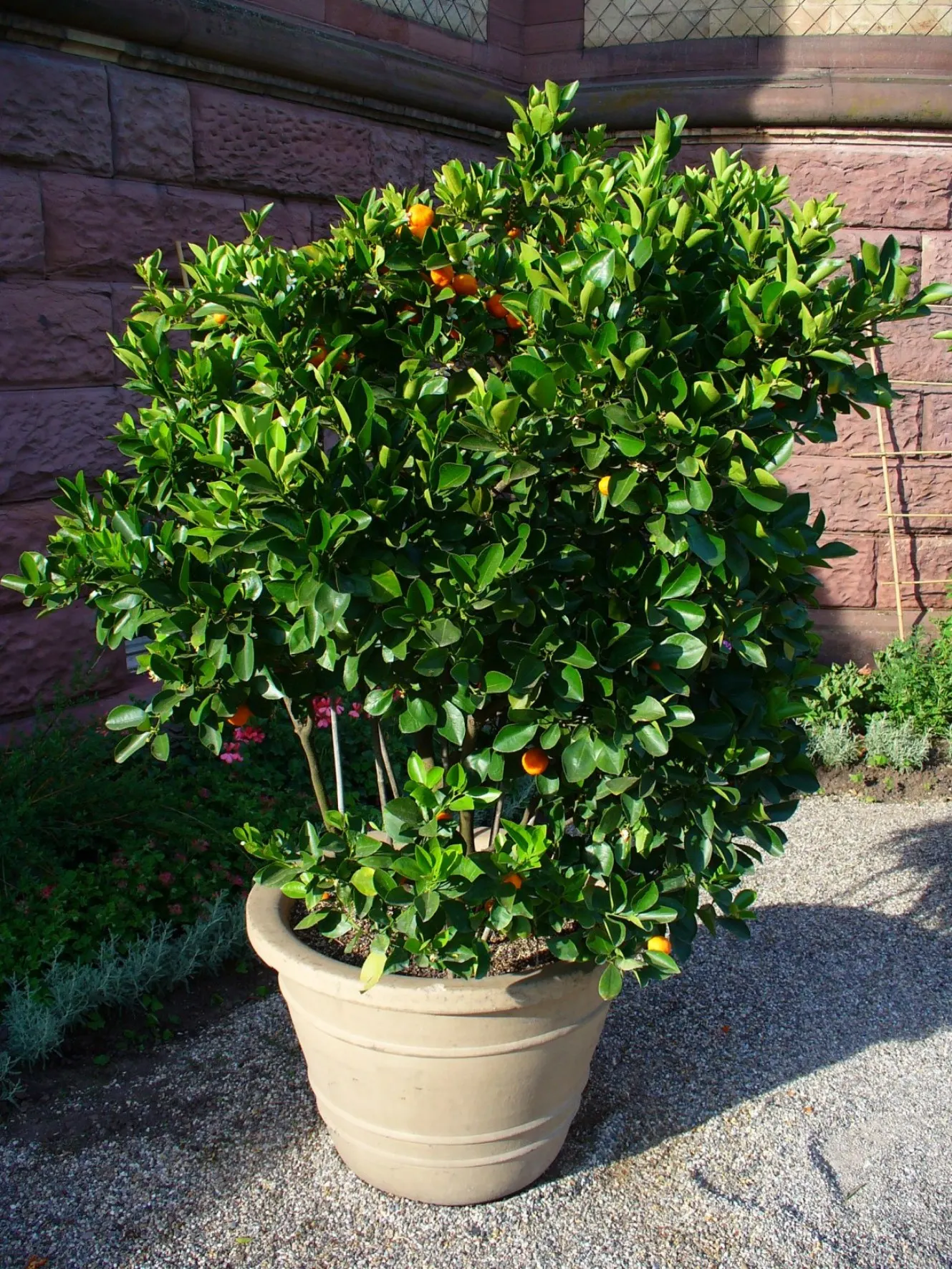 Calamondin Orange (Citrofortunella Mitis) — it can be grown in-ground or in containers; also commonly known as the miniature orange or calamondin