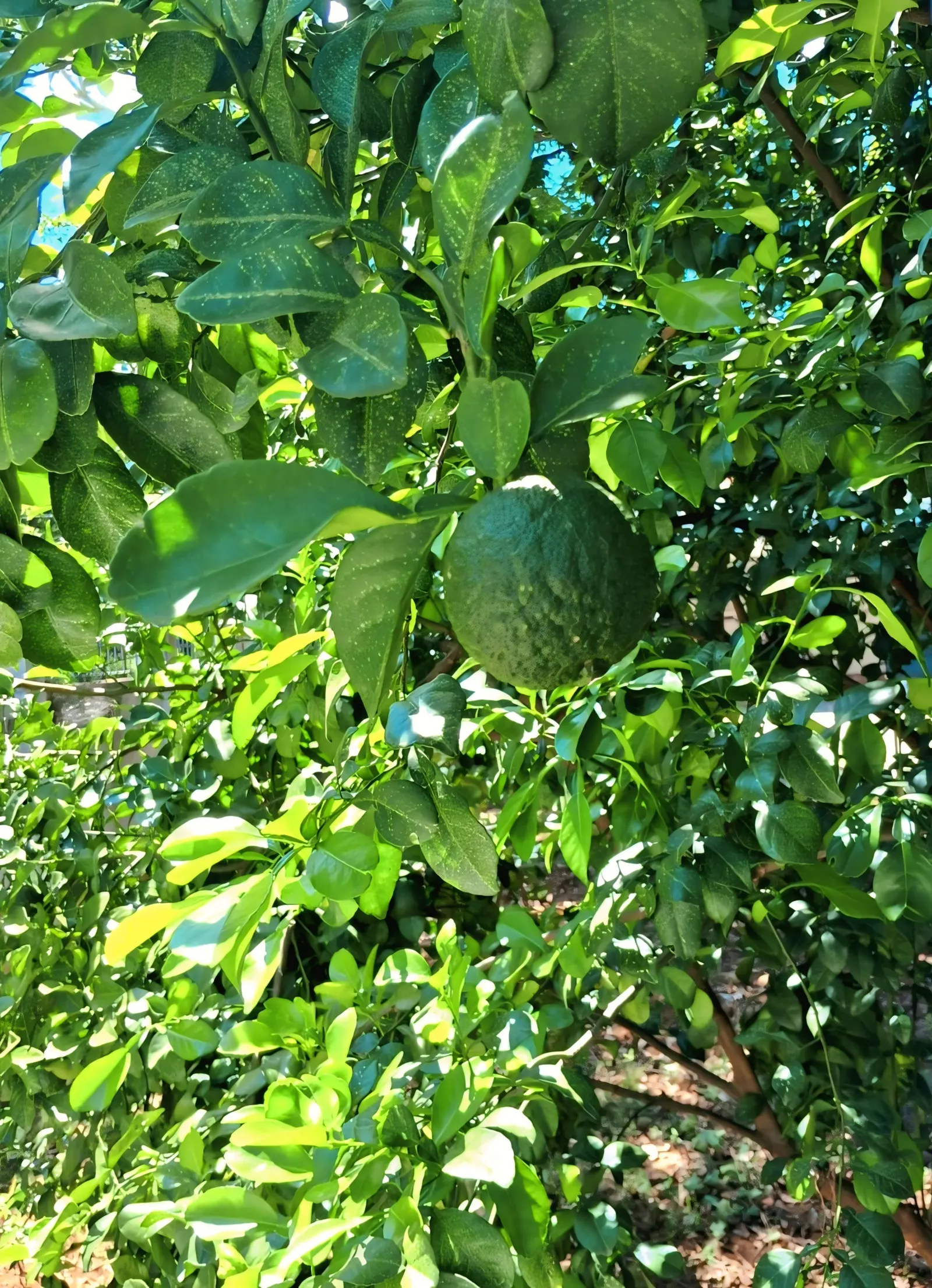 Calamondin Orange (Citrofortunella Mitis) — compact citrus plant that offers both ornamental and culinary benefits; its fragrant, white flowers bloom