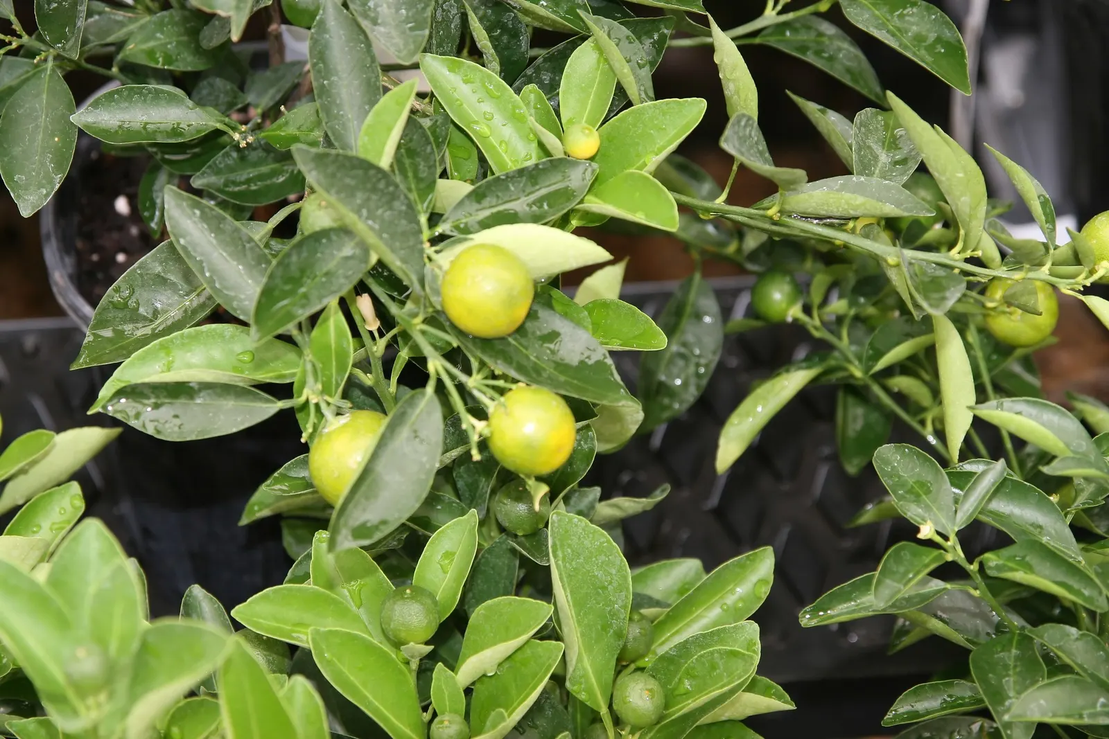 Calamondin Orange (Citrofortunella Mitis) — particularly in warmer months