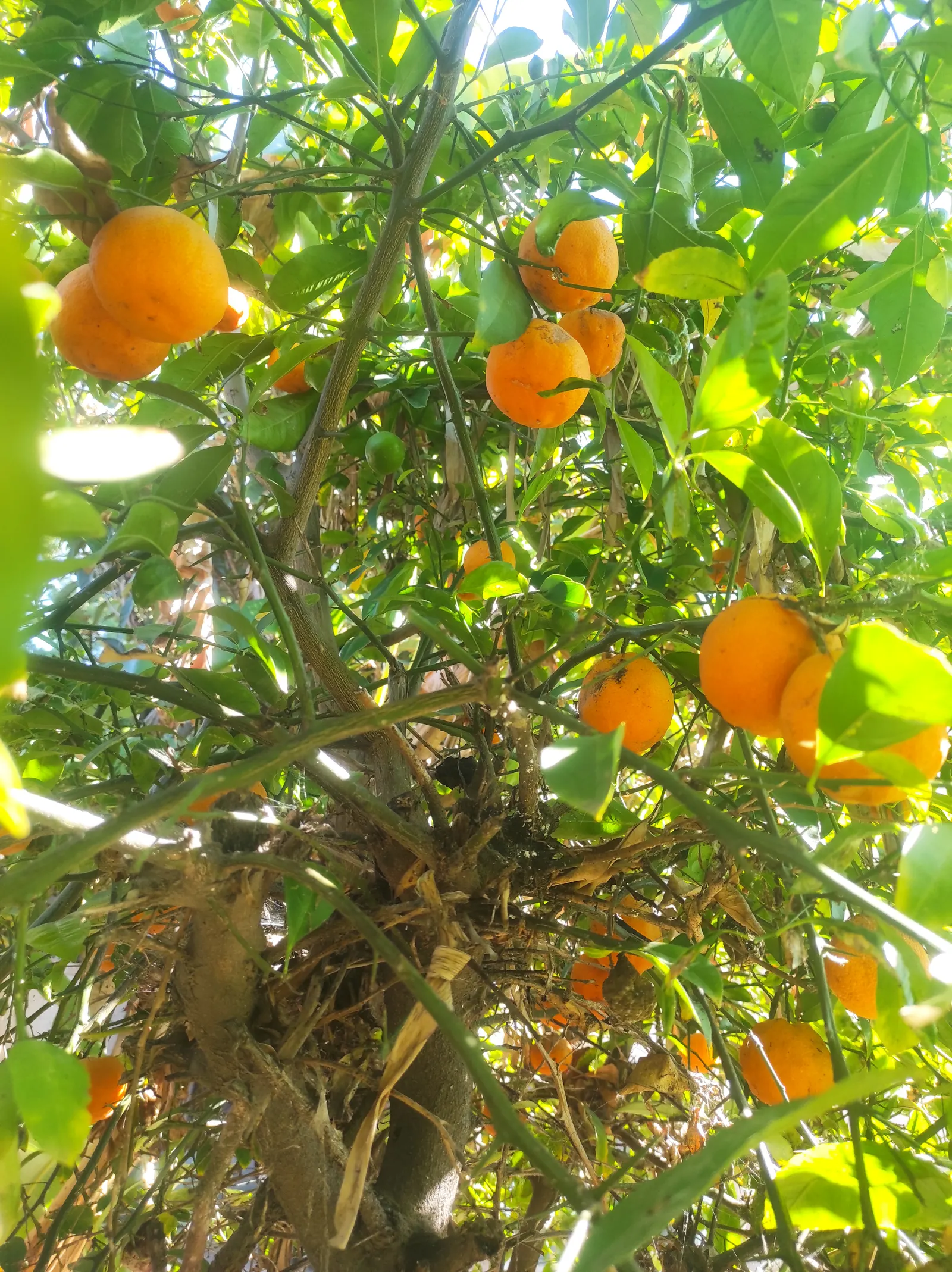 Calamondin Orange (Citrofortunella Mitis) — which measure about 1 to 2 inches in diameter; regular watering is crucial to maintain evenly moist soil