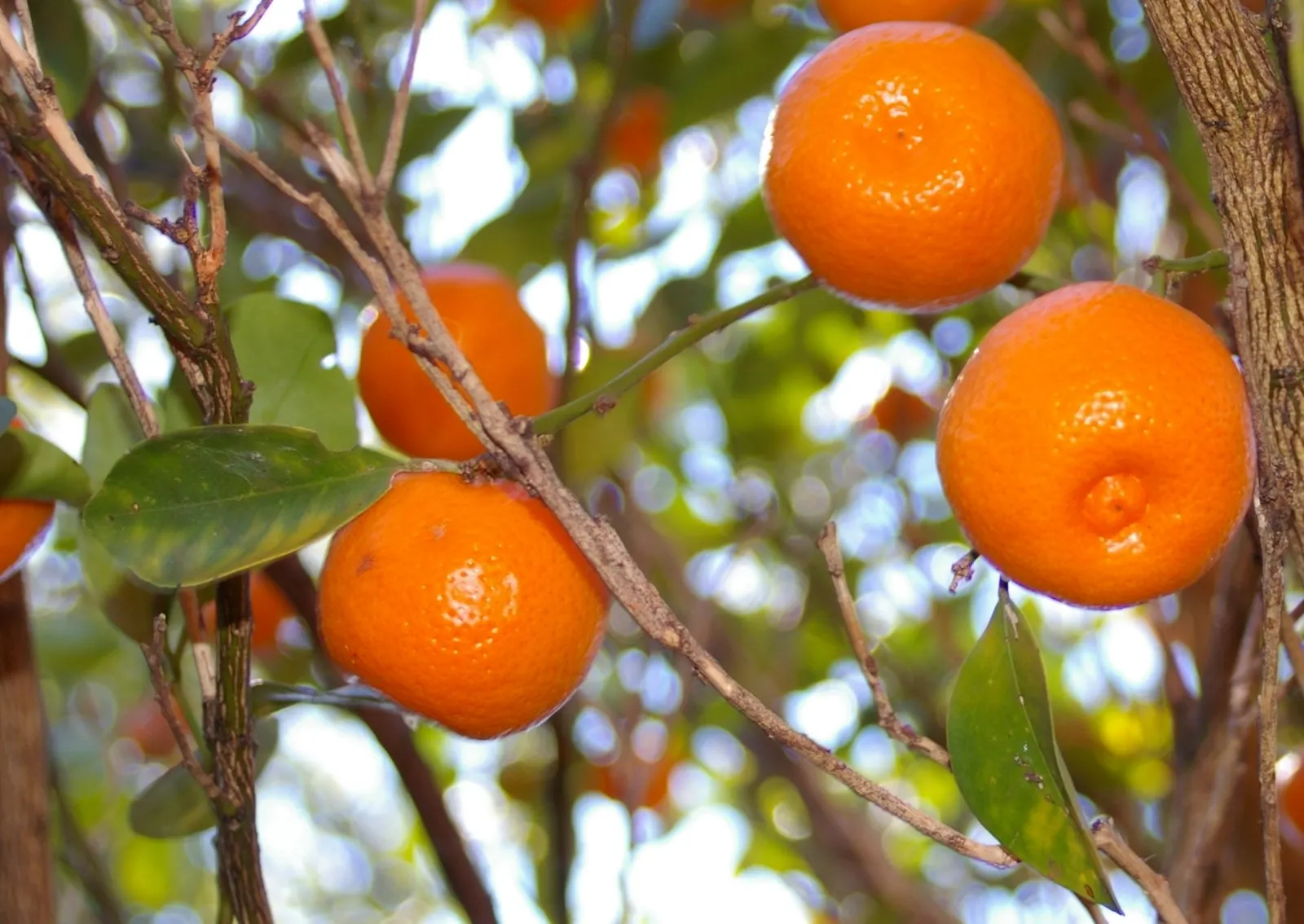 Calamondin Orange (Citrofortunella Mitis) — preferring well-draining soil with a slightly acidic to neutral pH