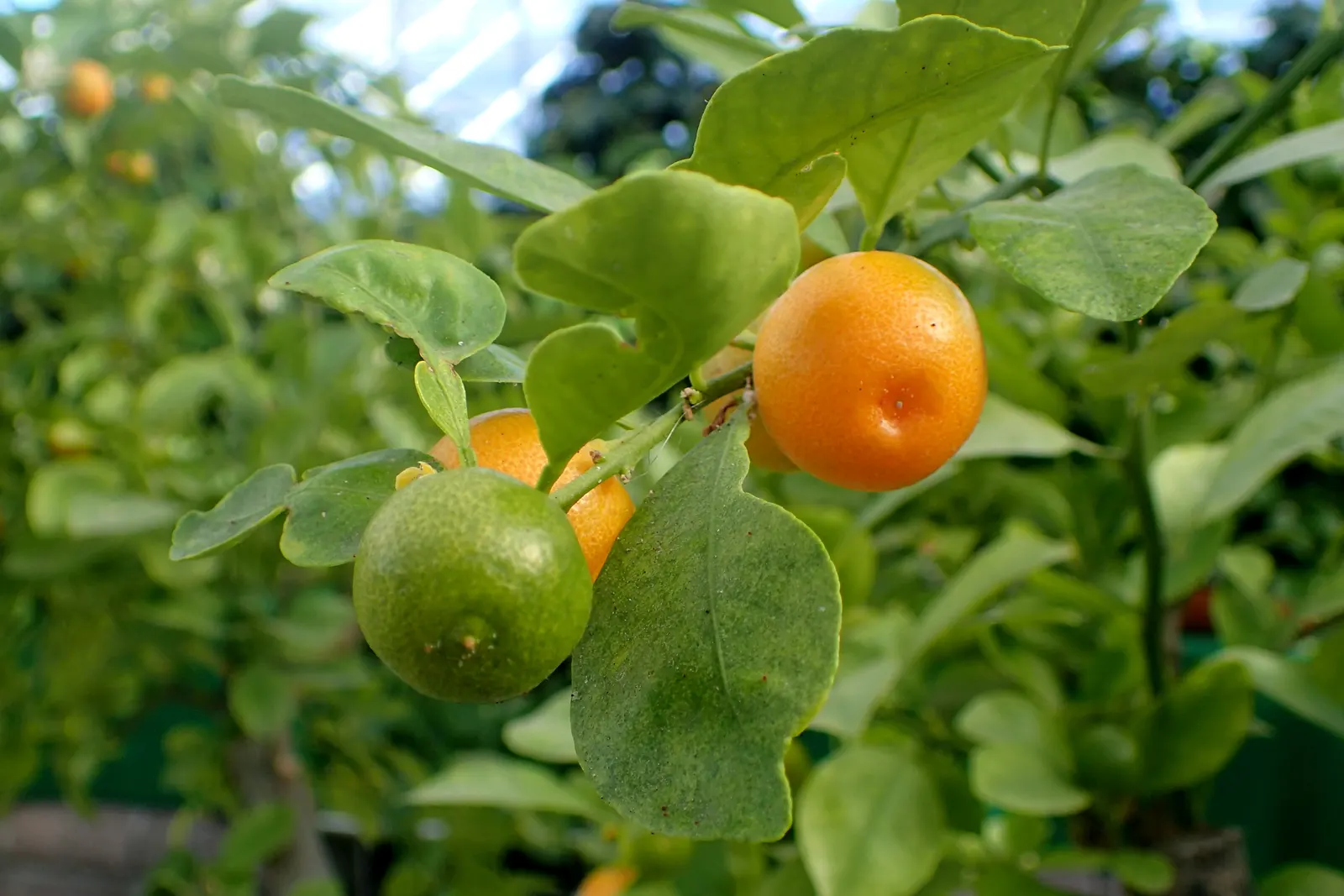 Calamondin Orange (Citrofortunella Mitis) — The Calamondin Orange (Citrofortunella mitis); white flowers in the garden