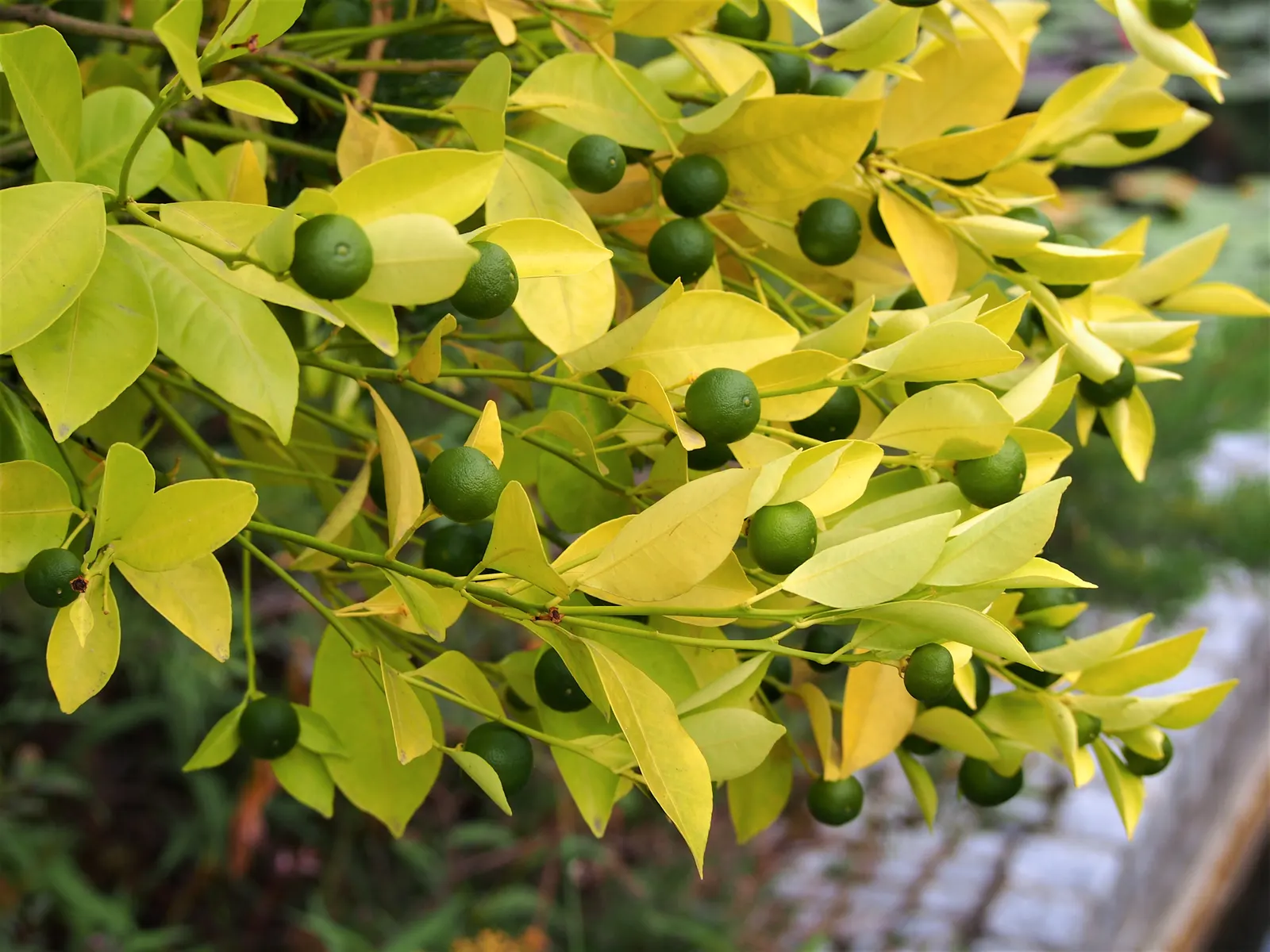 Calamondin Orange (Citrofortunella Mitis) — This bushy evergreen can reach heights of 6 to 10 feet with an equal spread