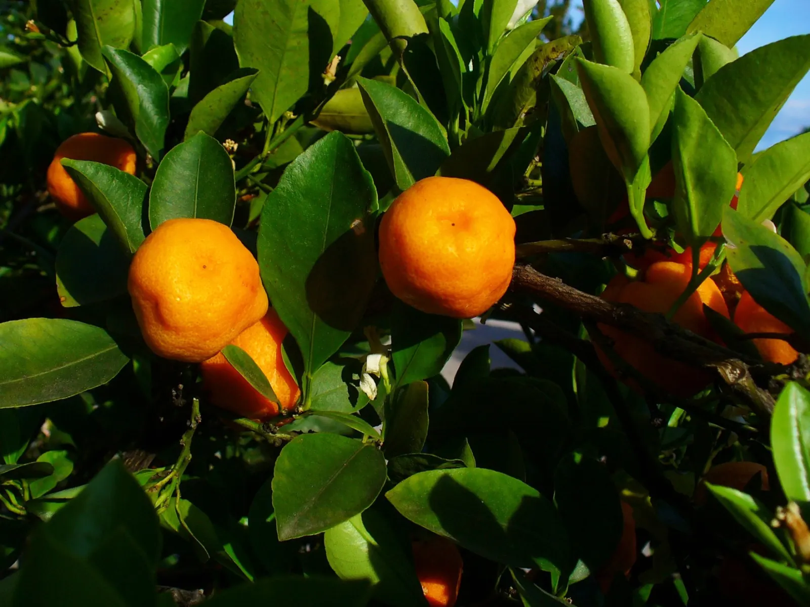 Calamondin Orange (Citrofortunella Mitis) — Regular watering is crucial to maintain evenly moist soil