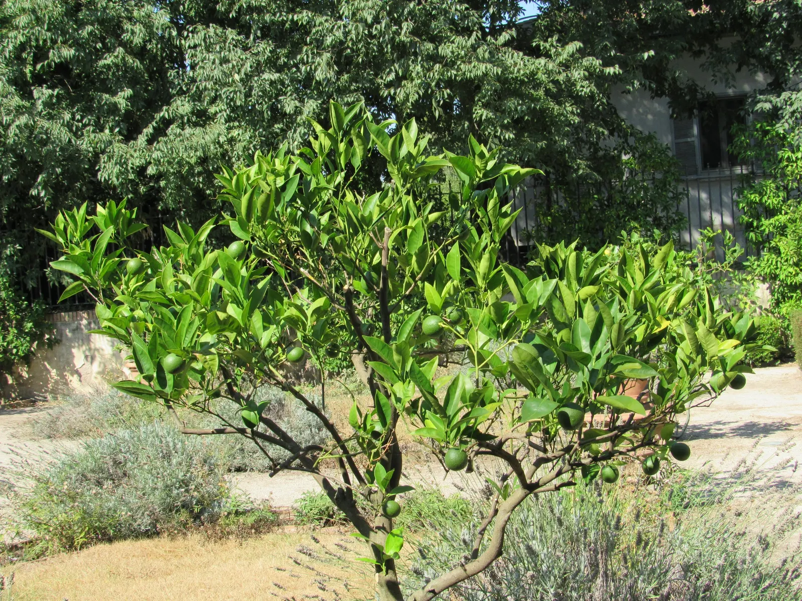 Calamondin Orange (Citrofortunella Mitis) — It produces small, tart oranges measuring 1-2 inches in diameter, great for culinary use; but care should be taken