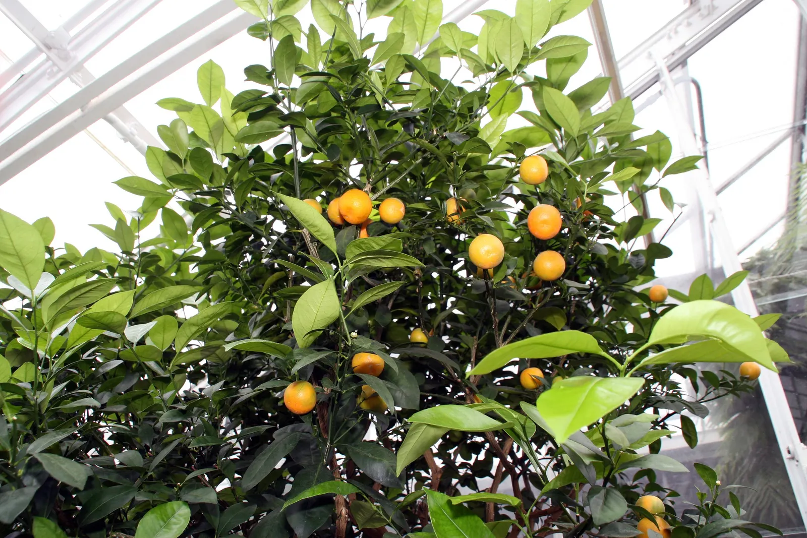 Calamondin Orange (Citrofortunella Mitis) — preferring well-draining soil with a slightly acidic to neutral pH; making it a delightful accent for patios or