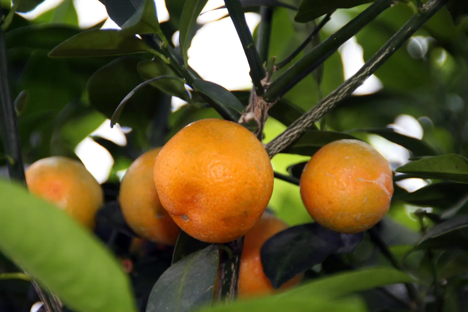 Calamondin Orange (Citrofortunella Mitis) — This bushy evergreen can reach heights of 6 to 10 feet with an equal spread; tart flavor makes it a unique addition